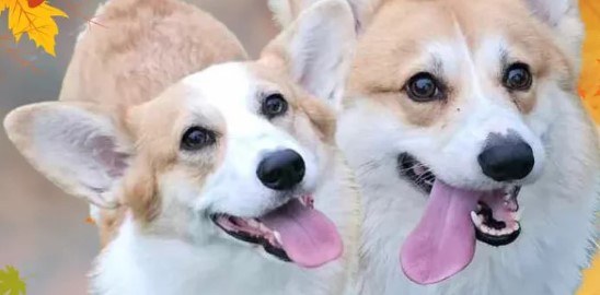 BelloRosario BelloRosario