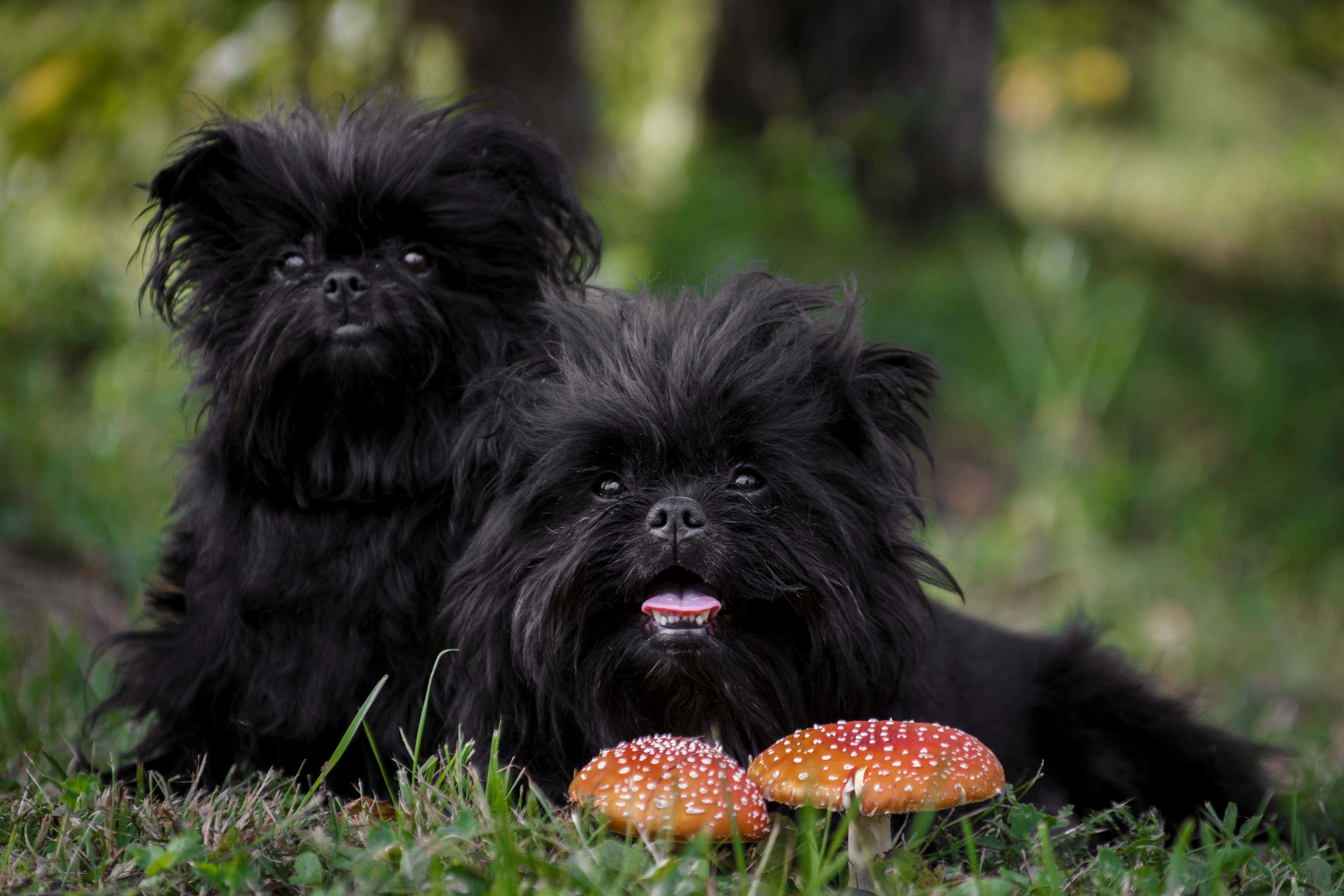 Affenpinscher Affenpinscher