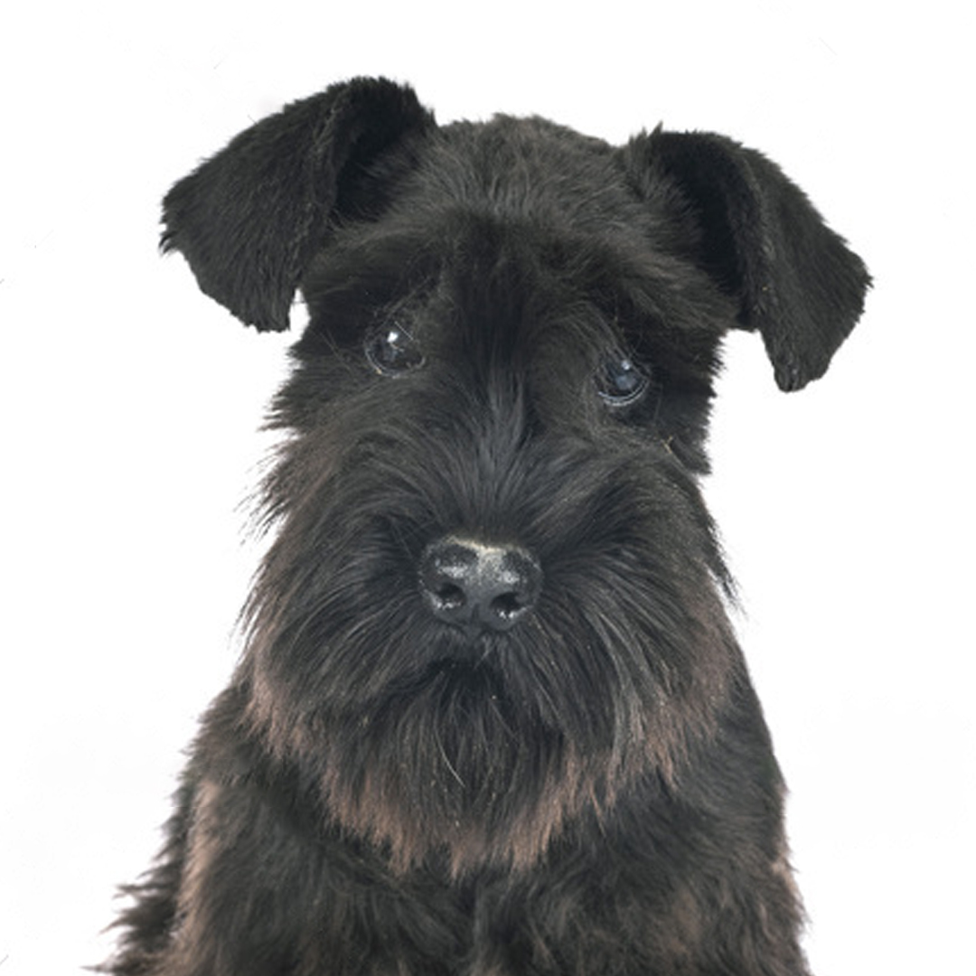 Schnauzer sort Schnauzer sort