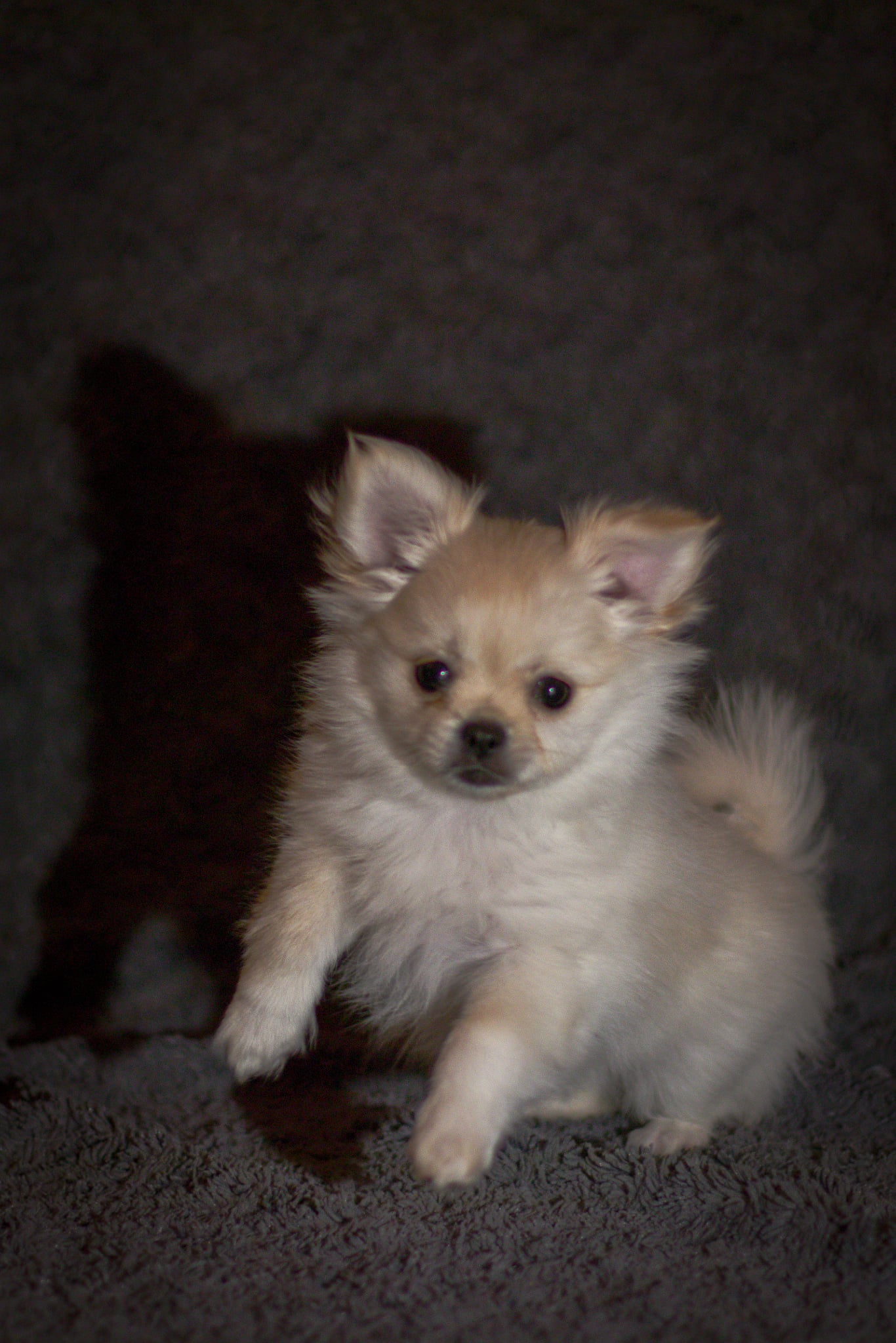 Valp 2 Moi von Mainy Valp 2 Moi von Mainy