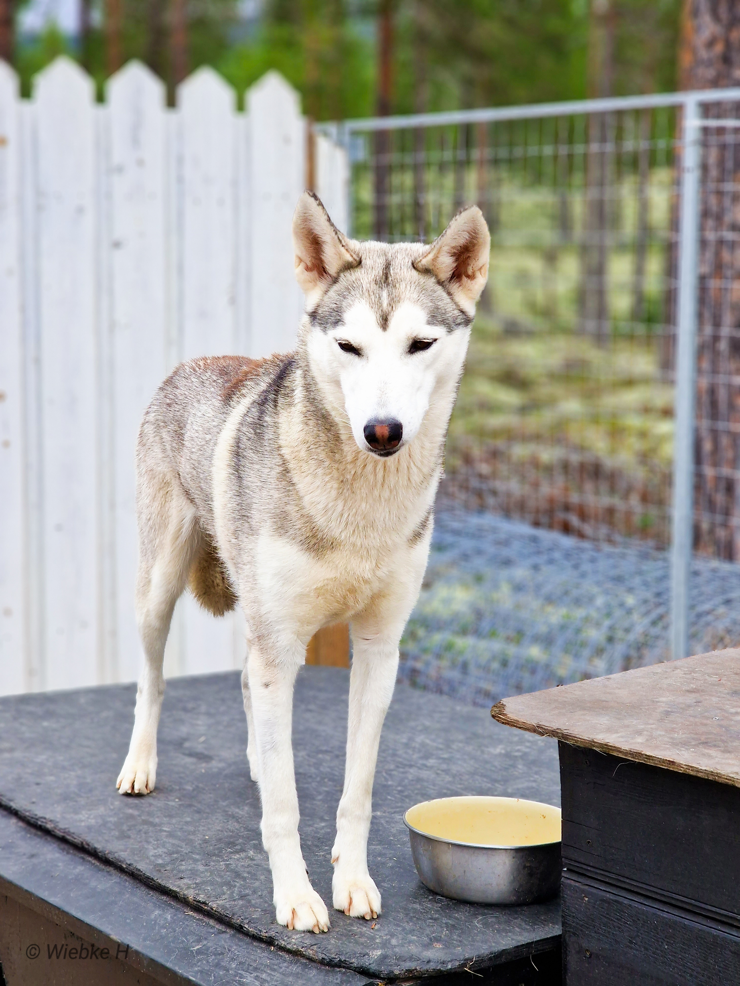 NTCH Winter Ronins Brave Gypsy Eyes (Nayak) NTCH Winter Ronins Brave Gypsy Eyes (Nayak)