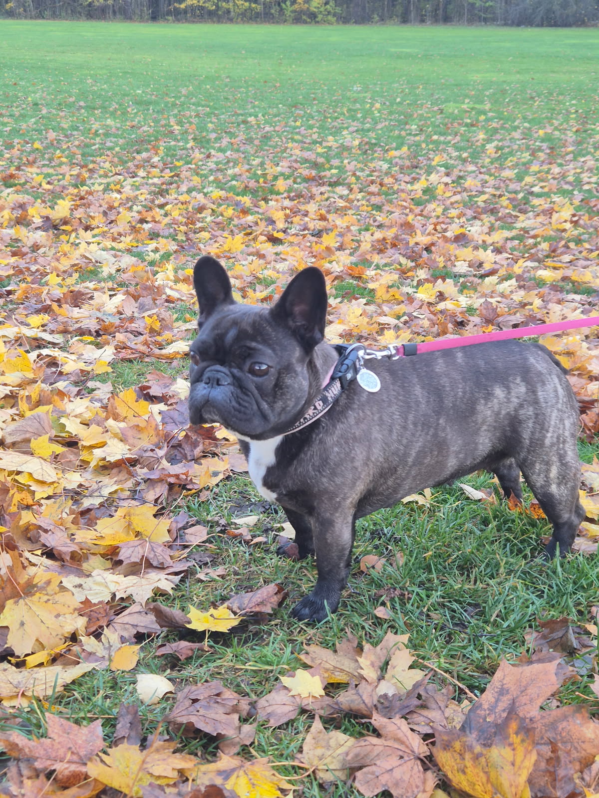 Bulldogtoppens Aaliyah Bulldogtoppens Aaliyah