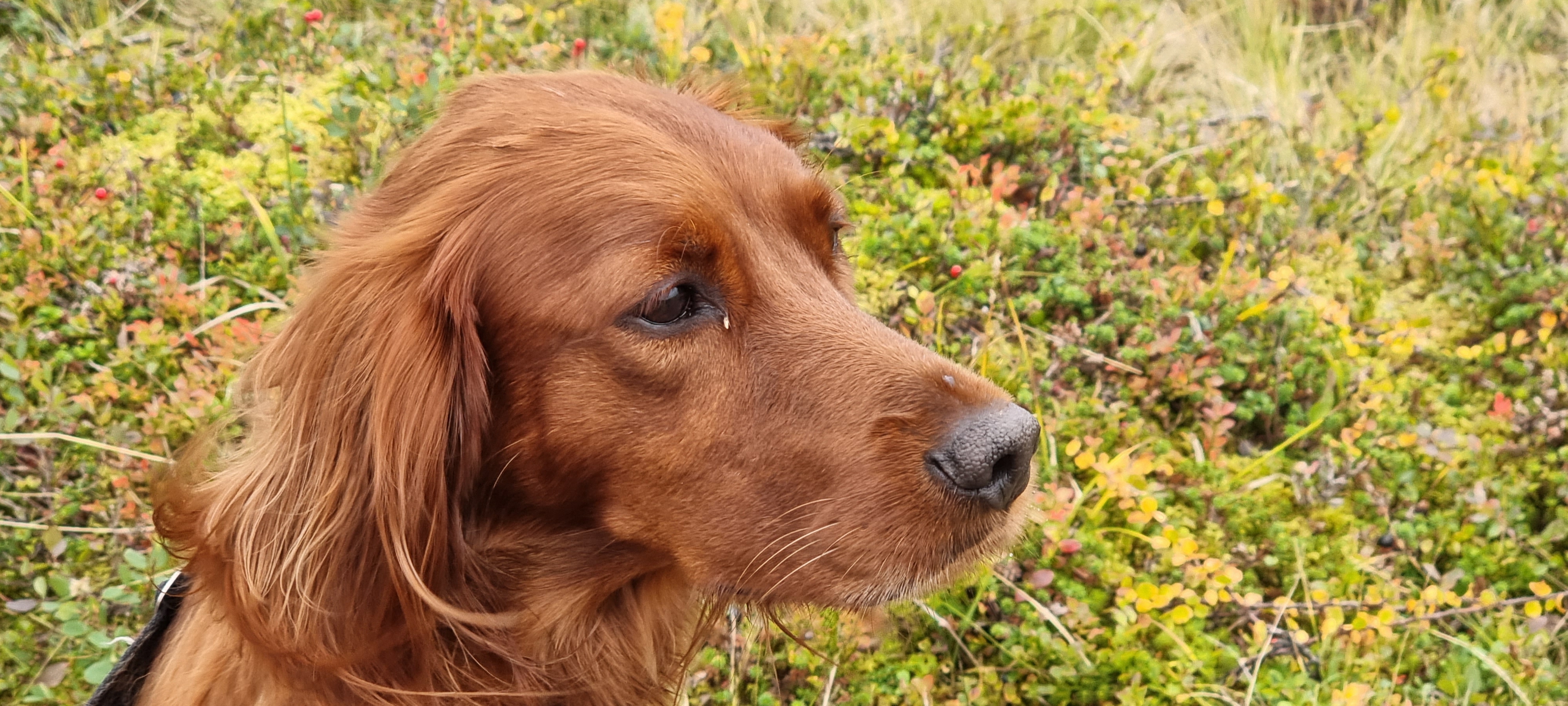 Jan Bekken Jan Bekken
