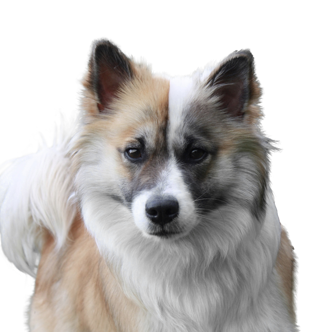 Islandsk fårehund Islandsk fårehund