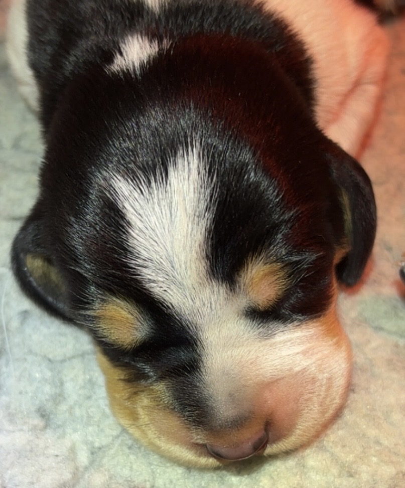 Henni av Heimlia Henni av Heimlia