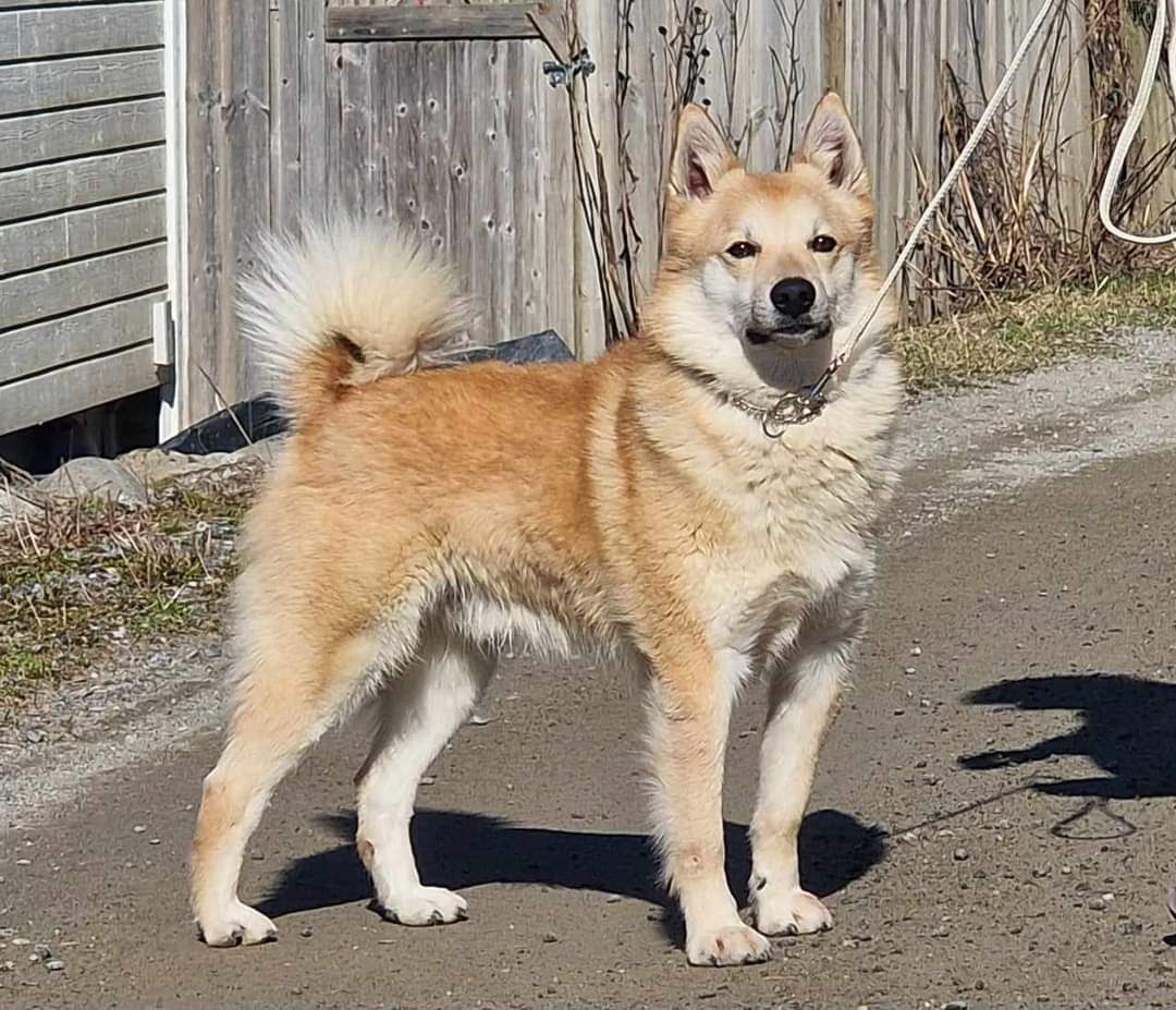 Bernegården's Zebastian Bernegården's Zebastian