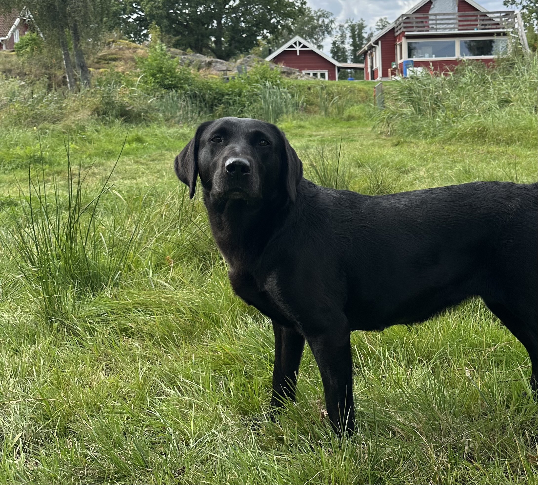 Soft Rush Diddi’s Keeper Soft Rush Diddi’s Keeper