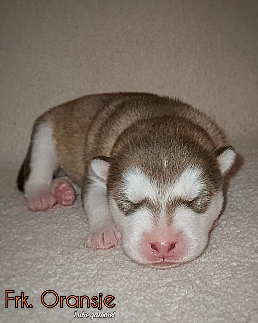 Frk. Oransje Frk. Oransje