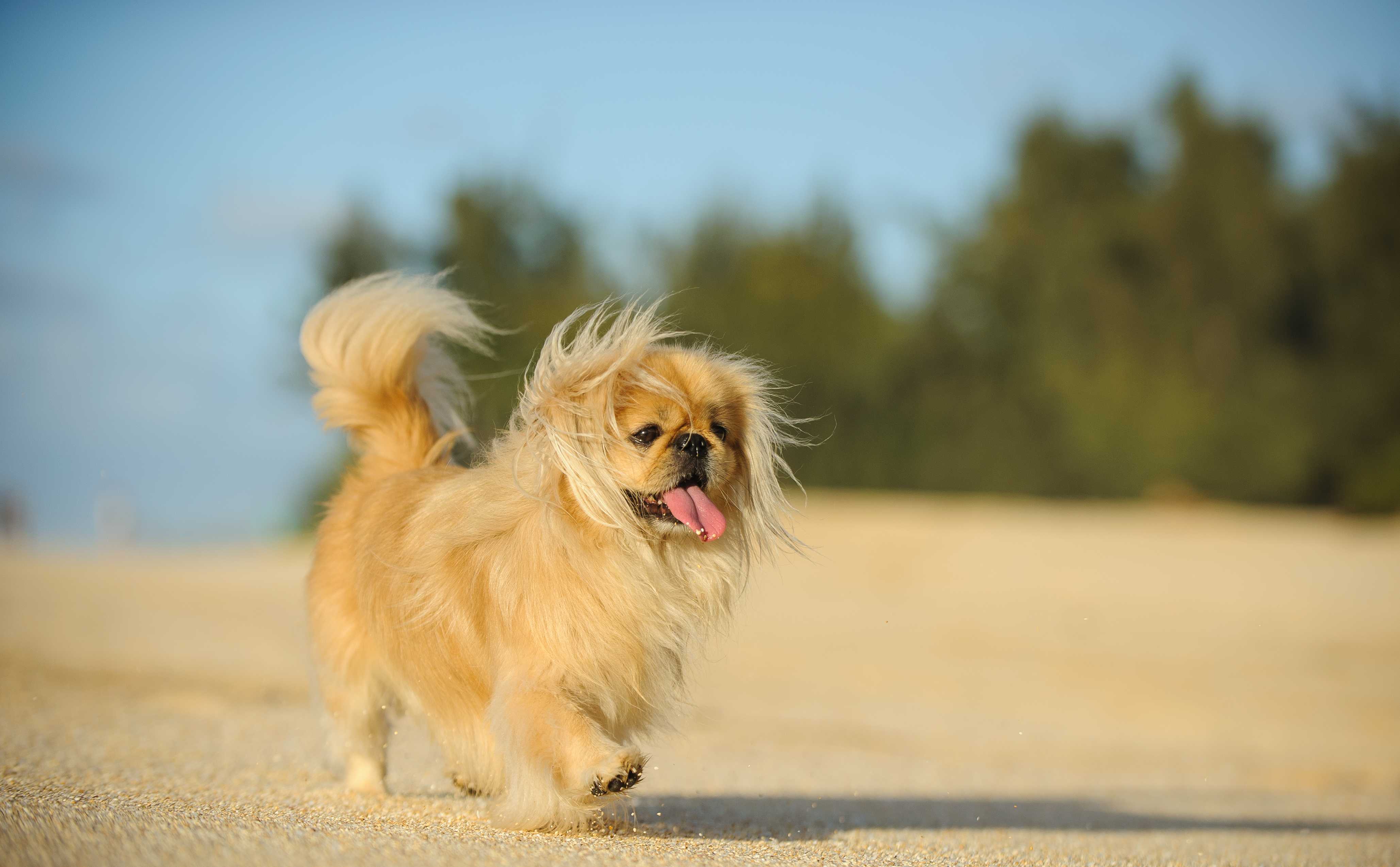 Pekingeser