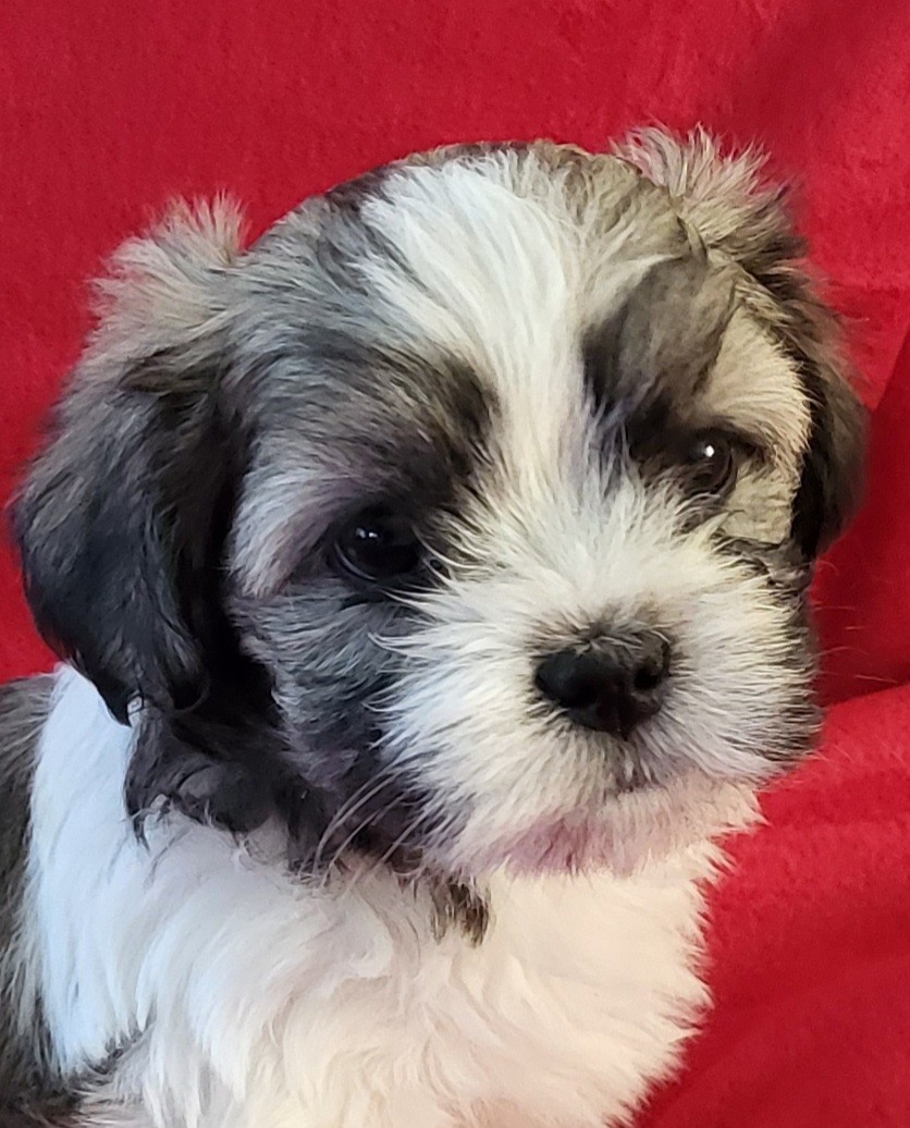 Nordic Lhasa Opium in Diamonds Nordic Lhasa Opium in Diamonds