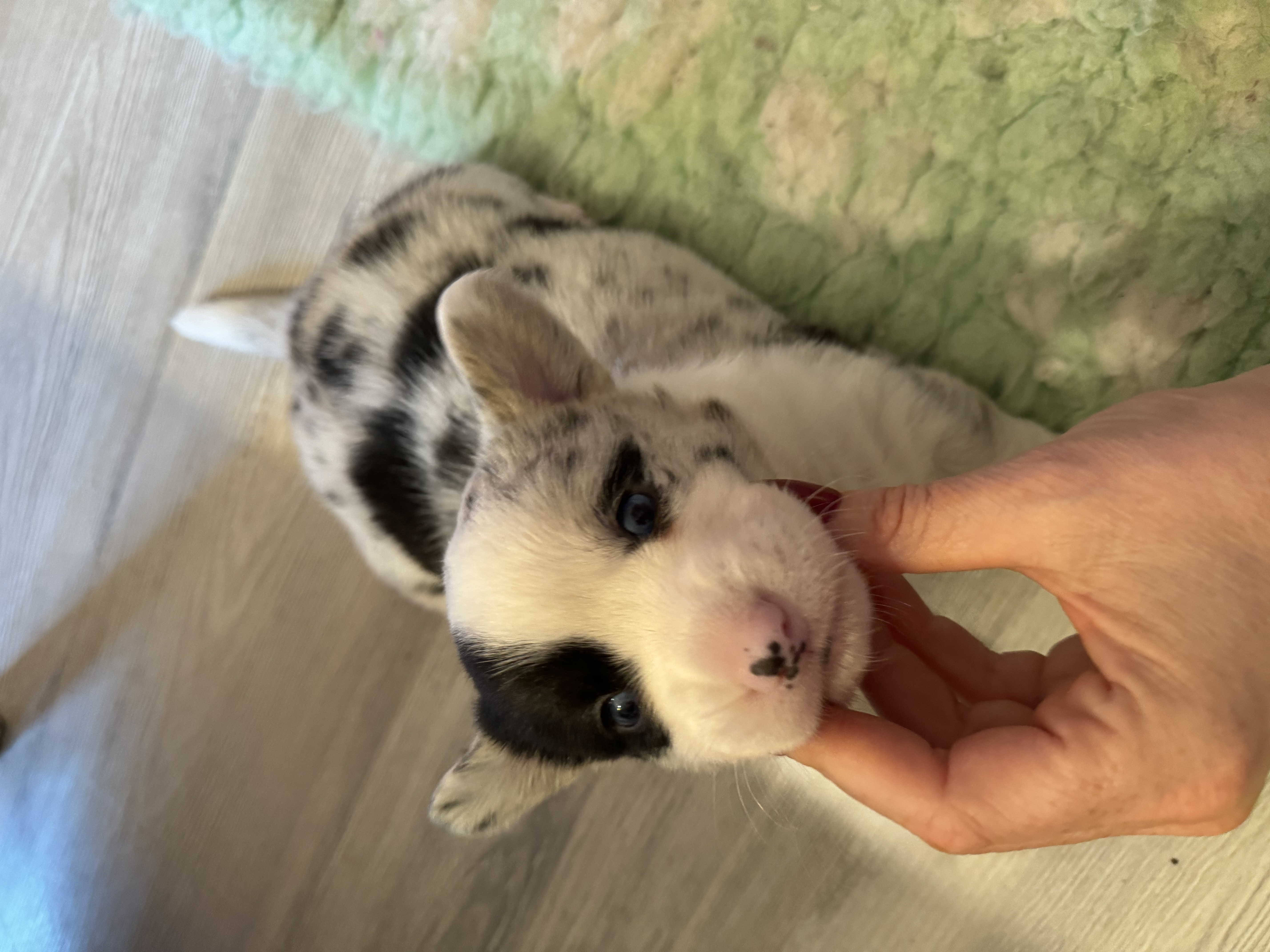 Dantyllew Exclusive’s Kismet Road Dantyllew Exclusive’s Kismet Road