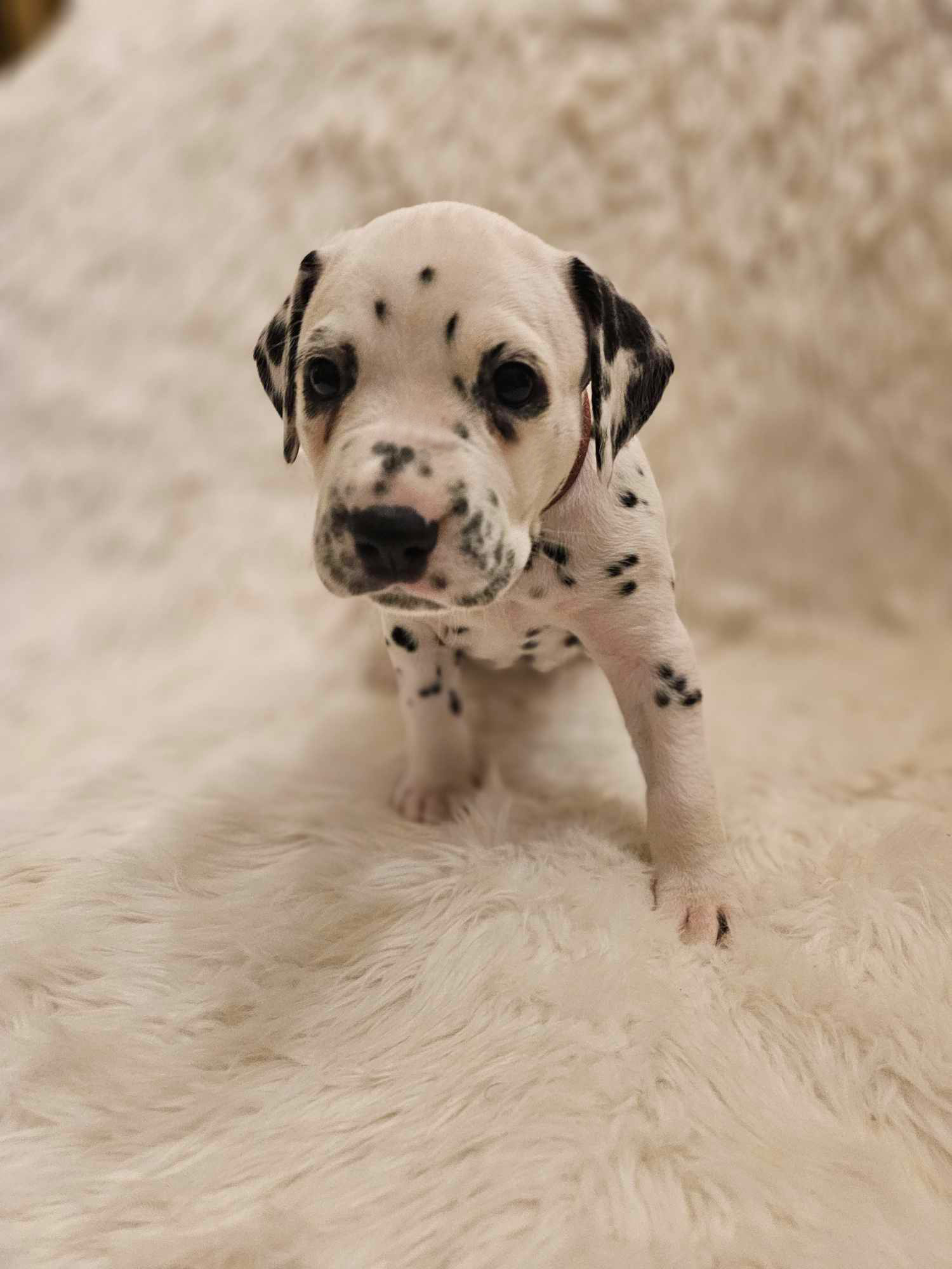 Lilla Gutt Lilla Gutt