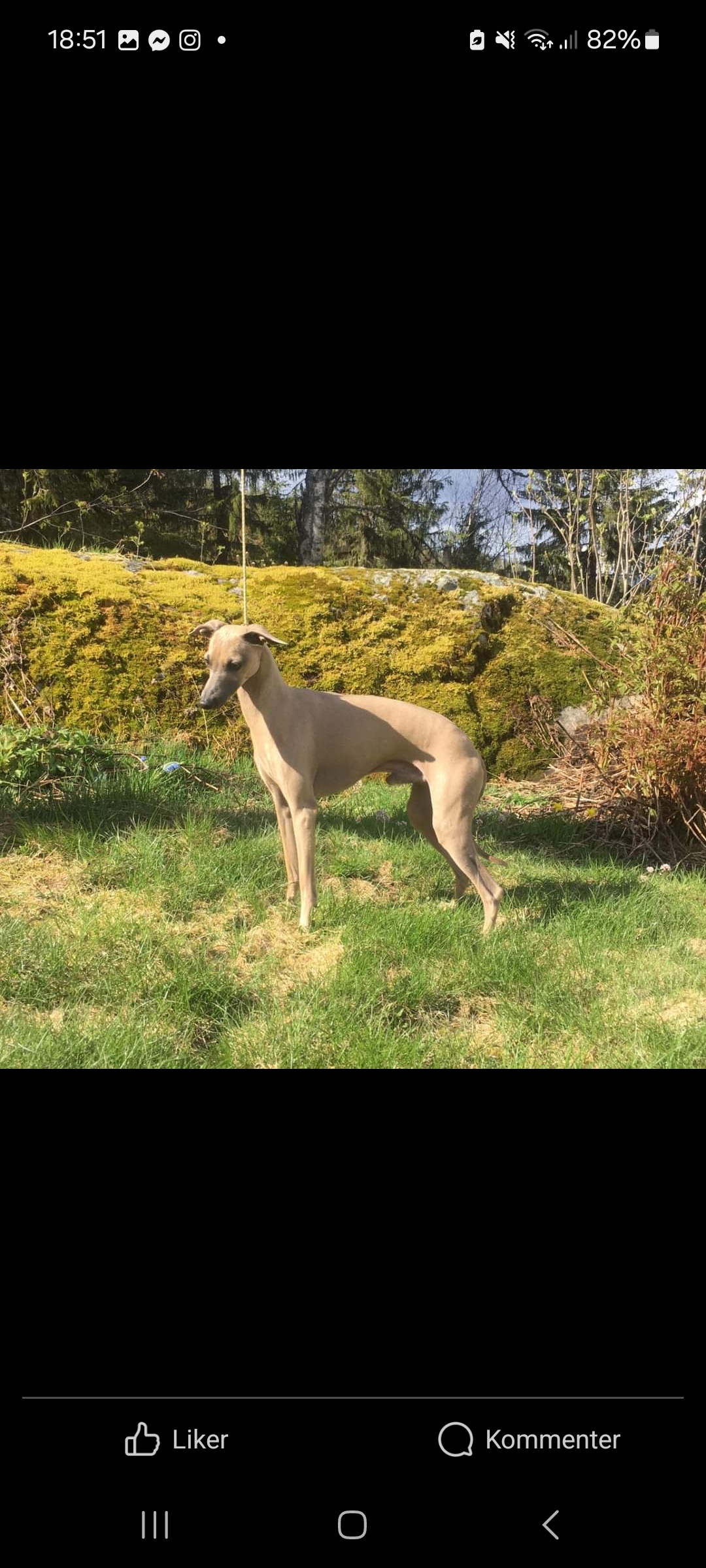 Bey Dandydash Bey Dandydash