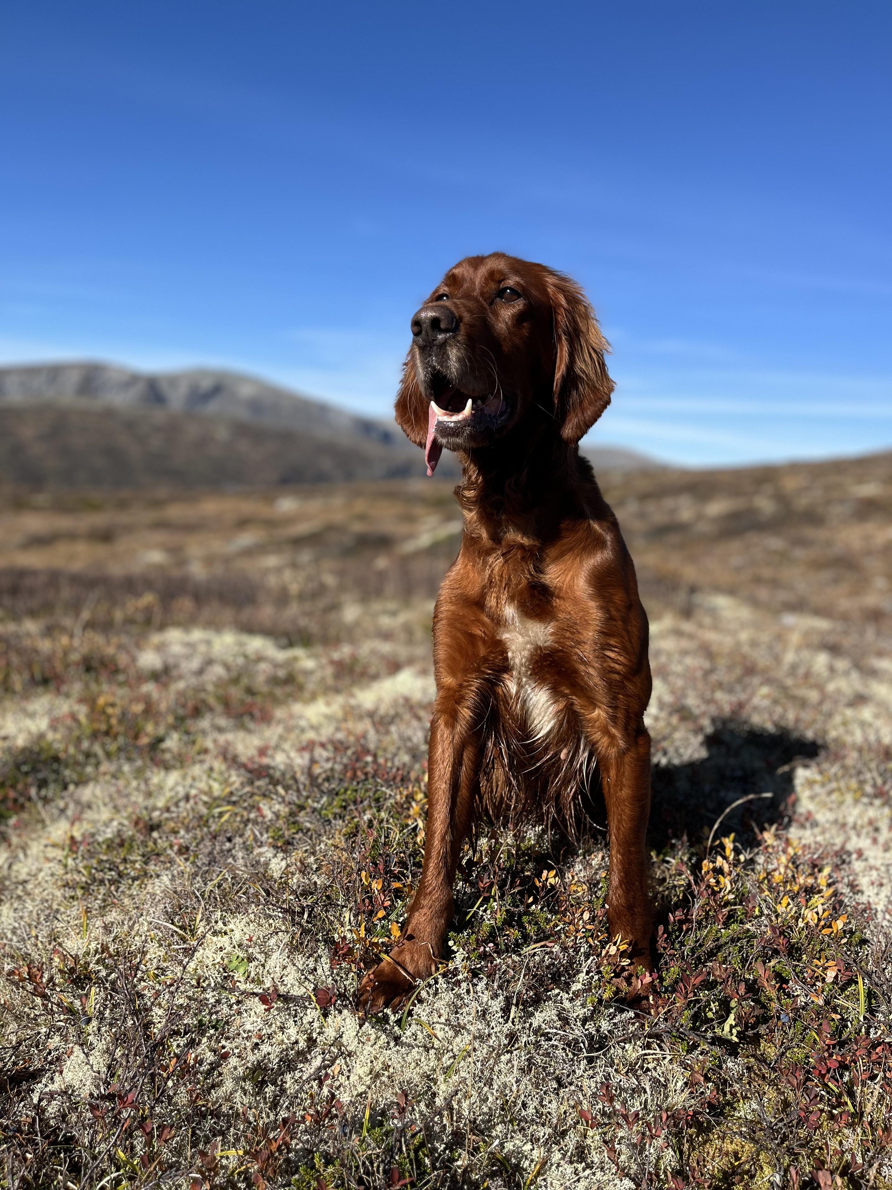 Balbergkampens Ipa Balbergkampens Ipa