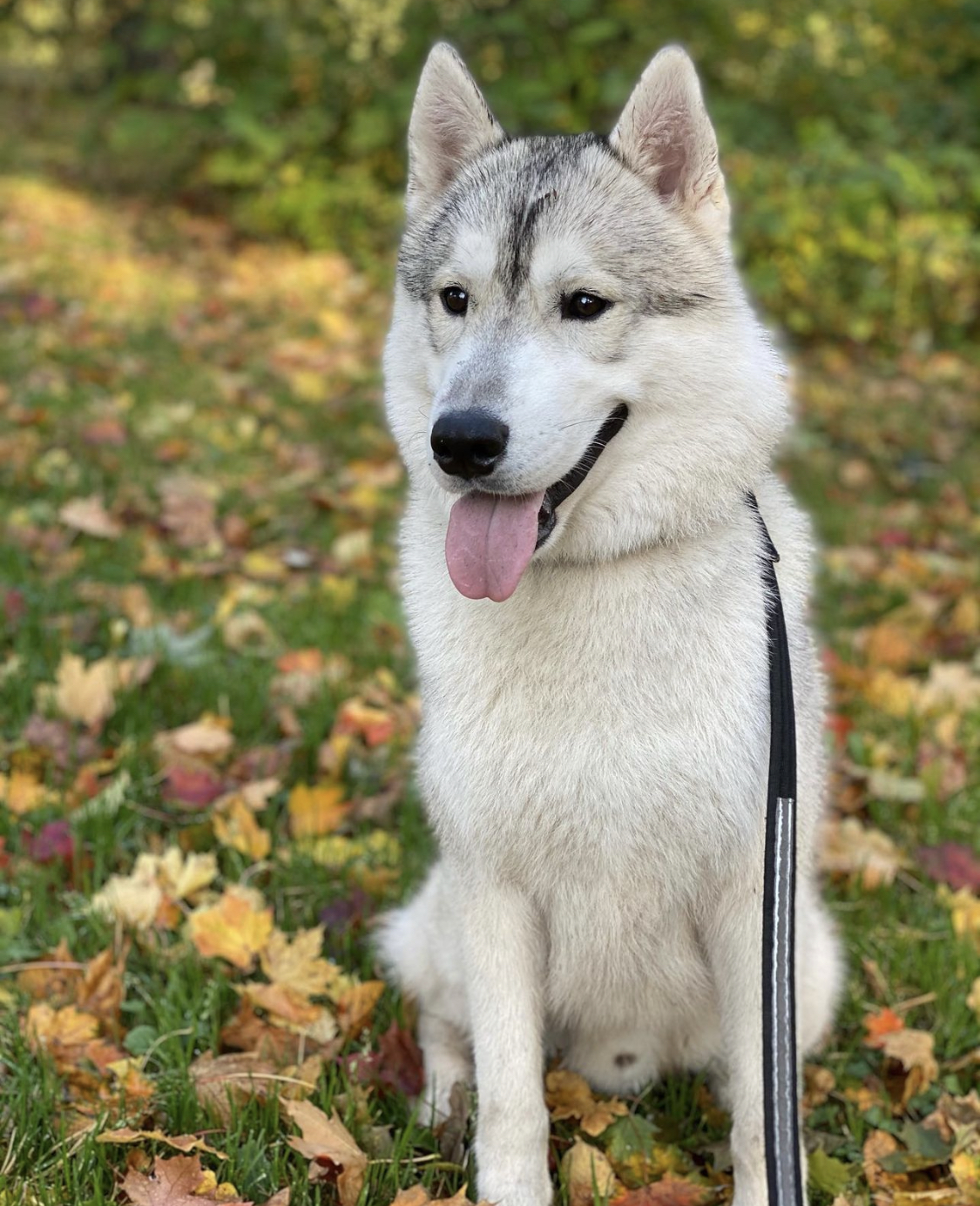 Zaiko (Gelido Vento Voyage) Zaiko (Gelido Vento Voyage)