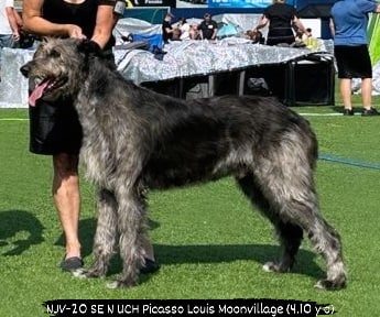 Picasso Louis Moonvillage Picasso Louis Moonvillage