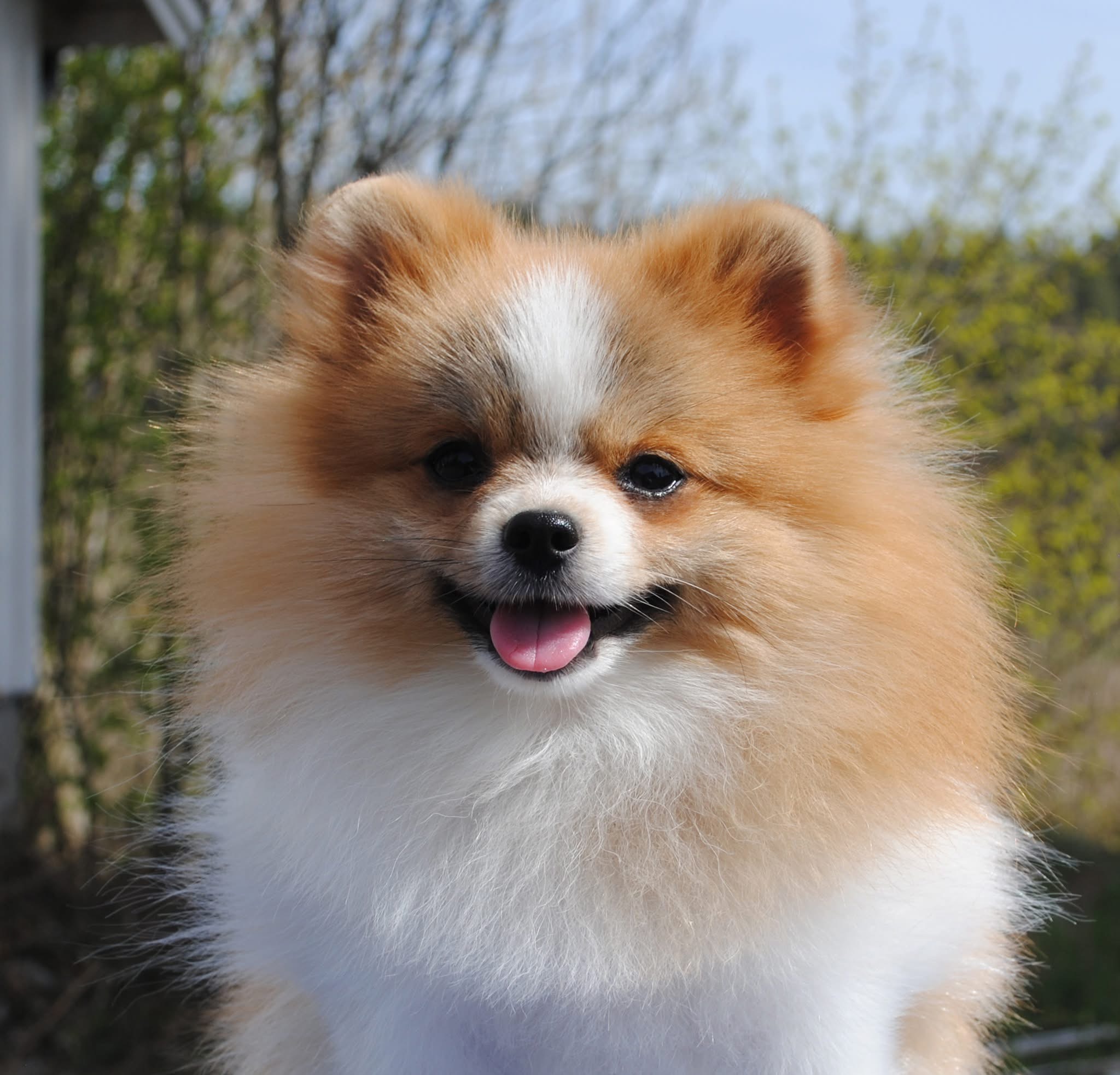 Skymningsskallet’s Bring It Parti Skymningsskallet’s Bring It Parti