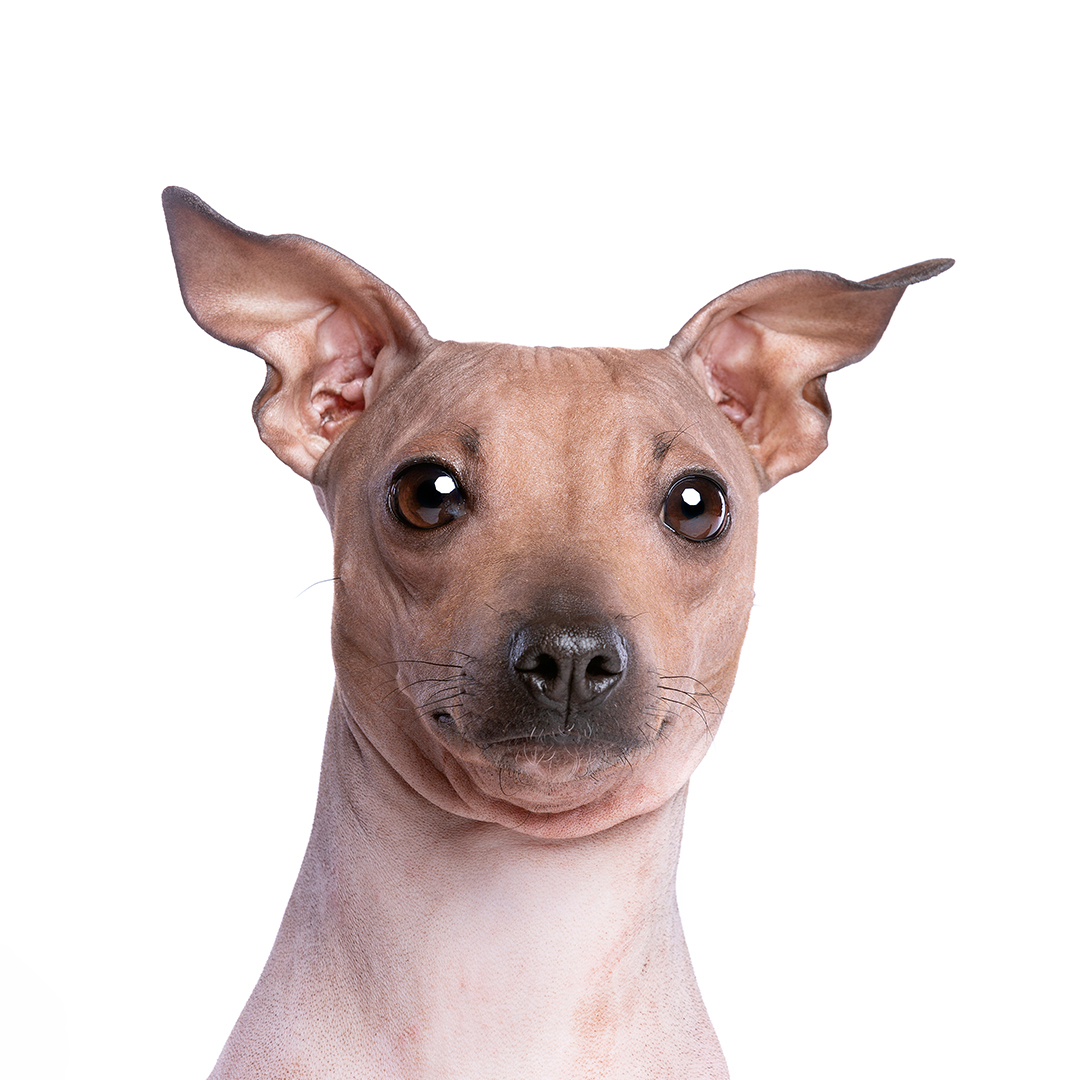 Amerikansk nakenterrier Amerikansk nakenterrier