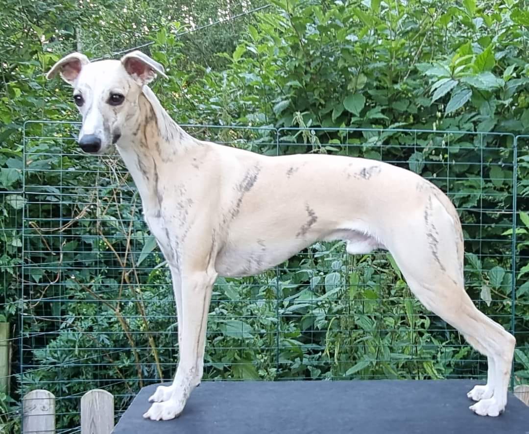 Bluefrost Brianna`s Handsom O`Lala Bluefrost Brianna`s Handsom O`Lala