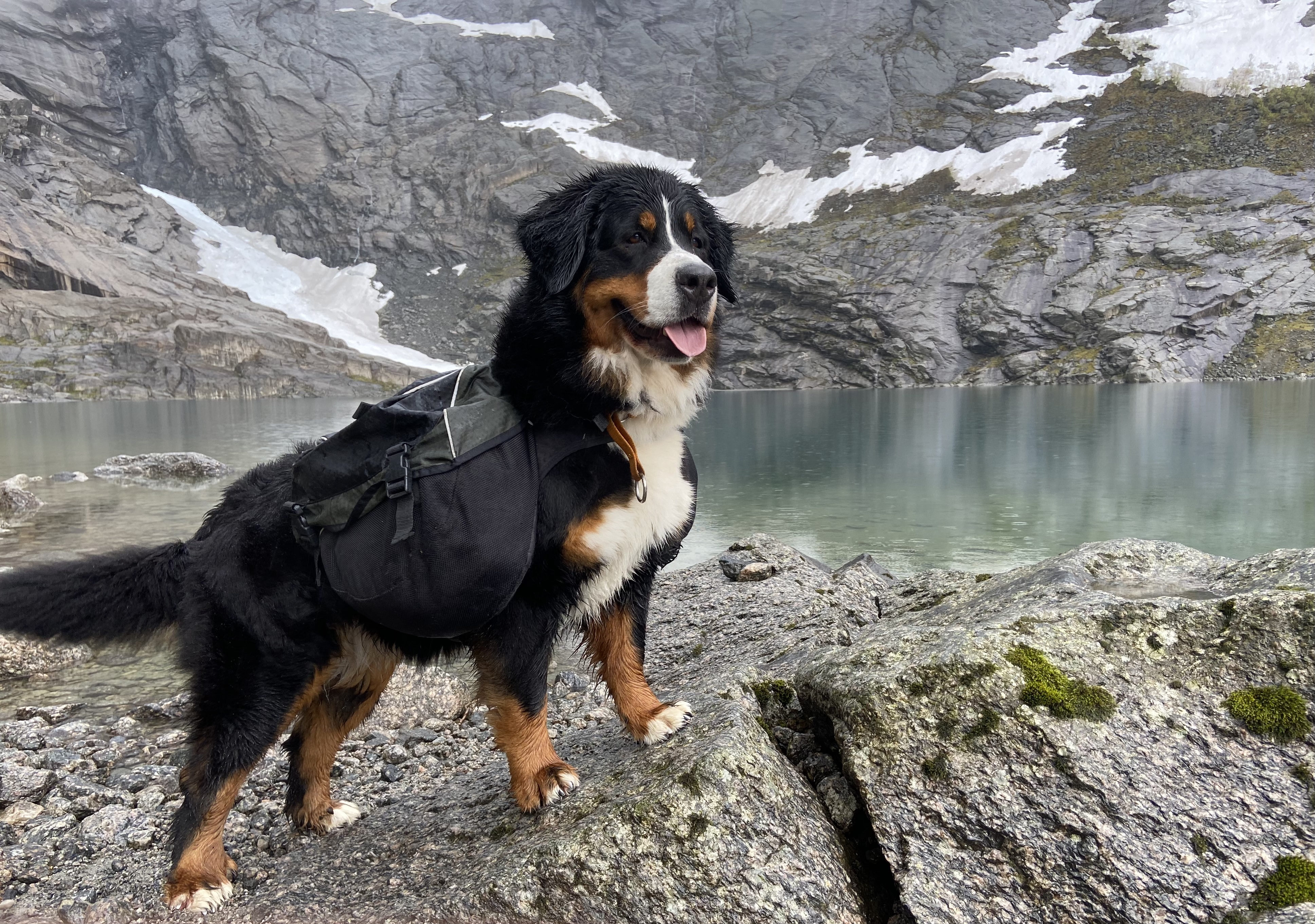 Merry Mistel’s Weera Ozzmania Merry Mistel’s Weera Ozzmania