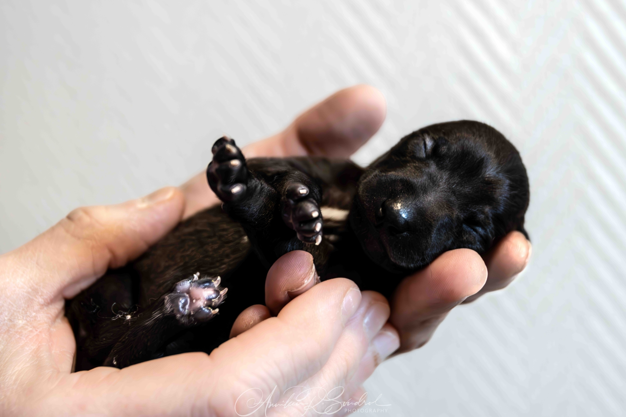 Dynamic image Dynamic image