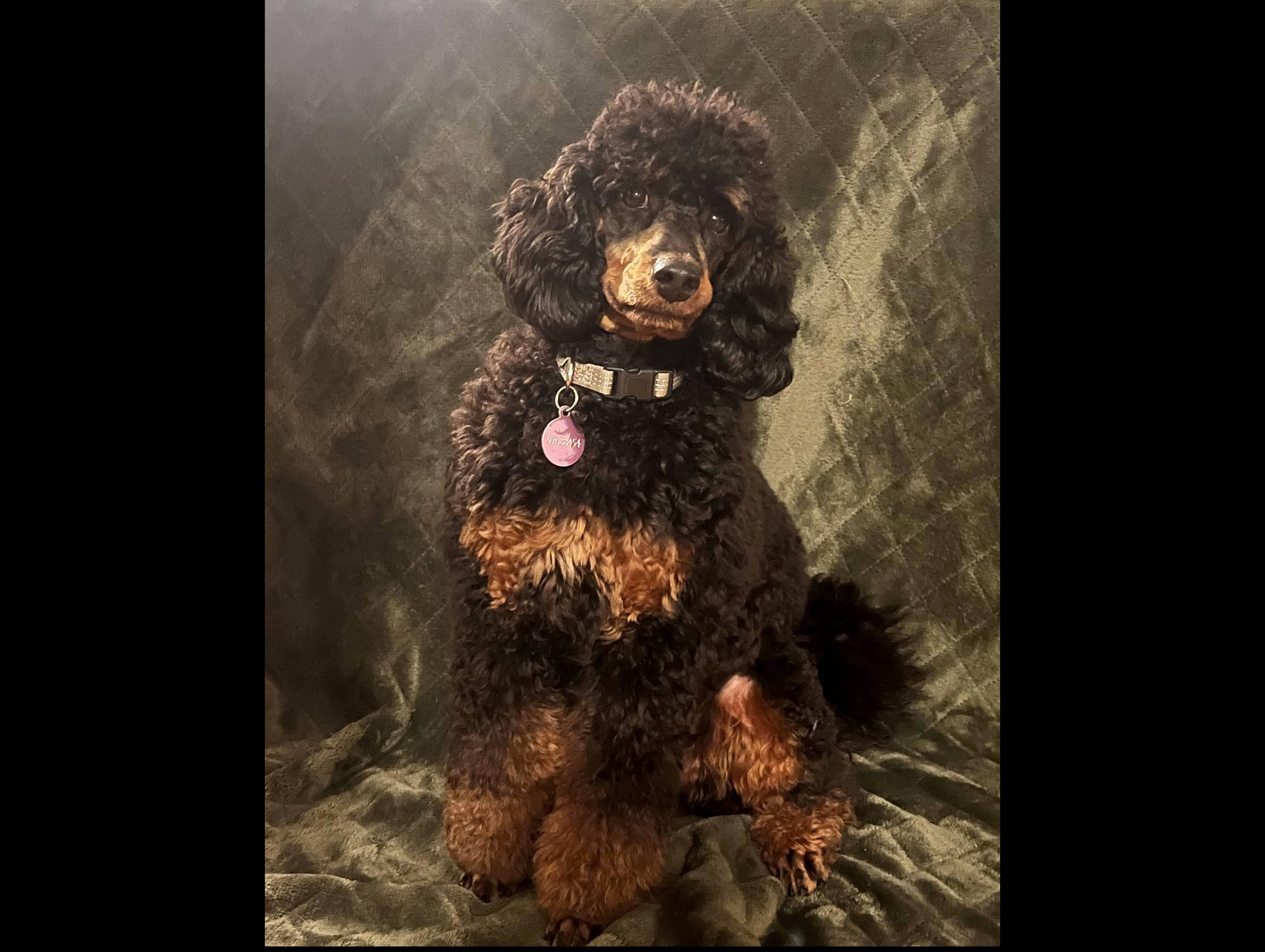 KENNEL DREAM IN COLOURS B-KULL KENNEL DREAM IN COLOURS B-KULL