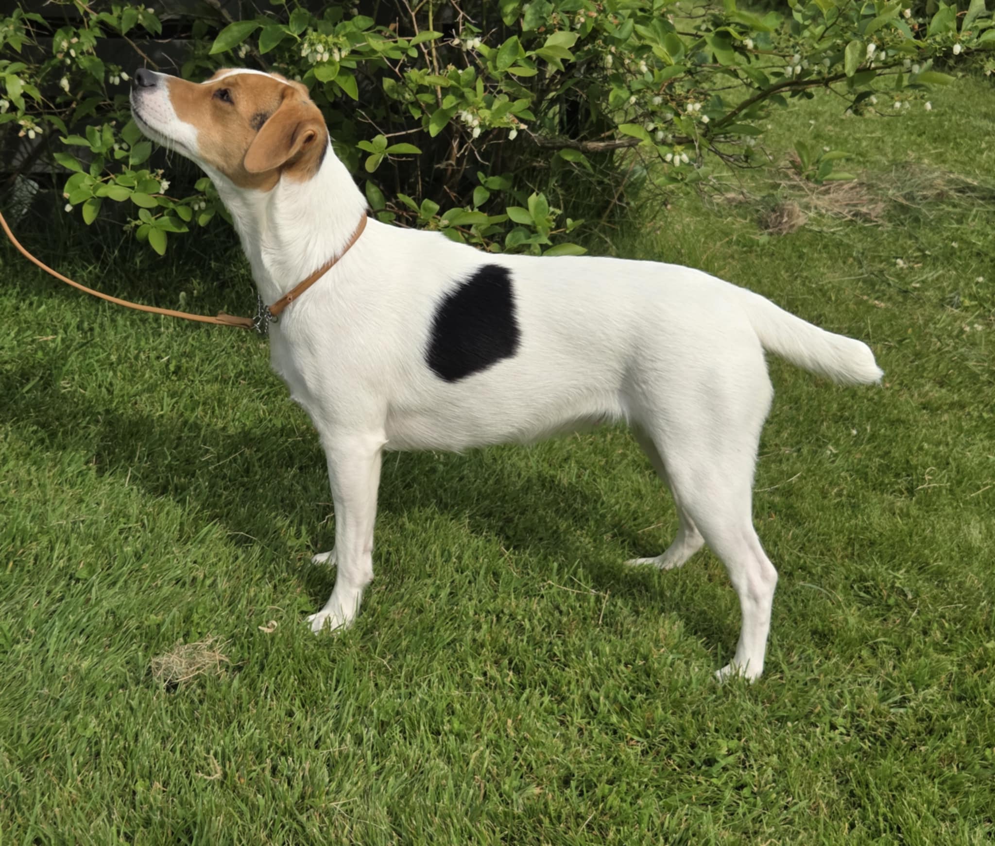 Solleon's Mad-Croc Ronjadatter (Valborg) Solleon's Mad-Croc Ronjadatter (Valborg)