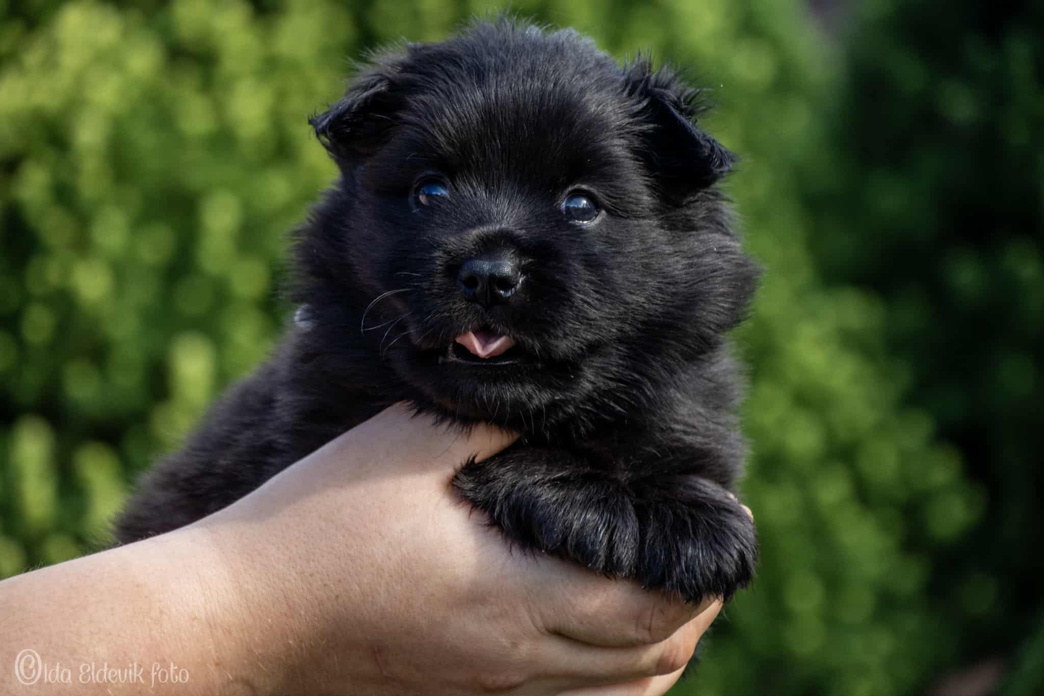 Arbbola's Isvend Arbbola's Isvend