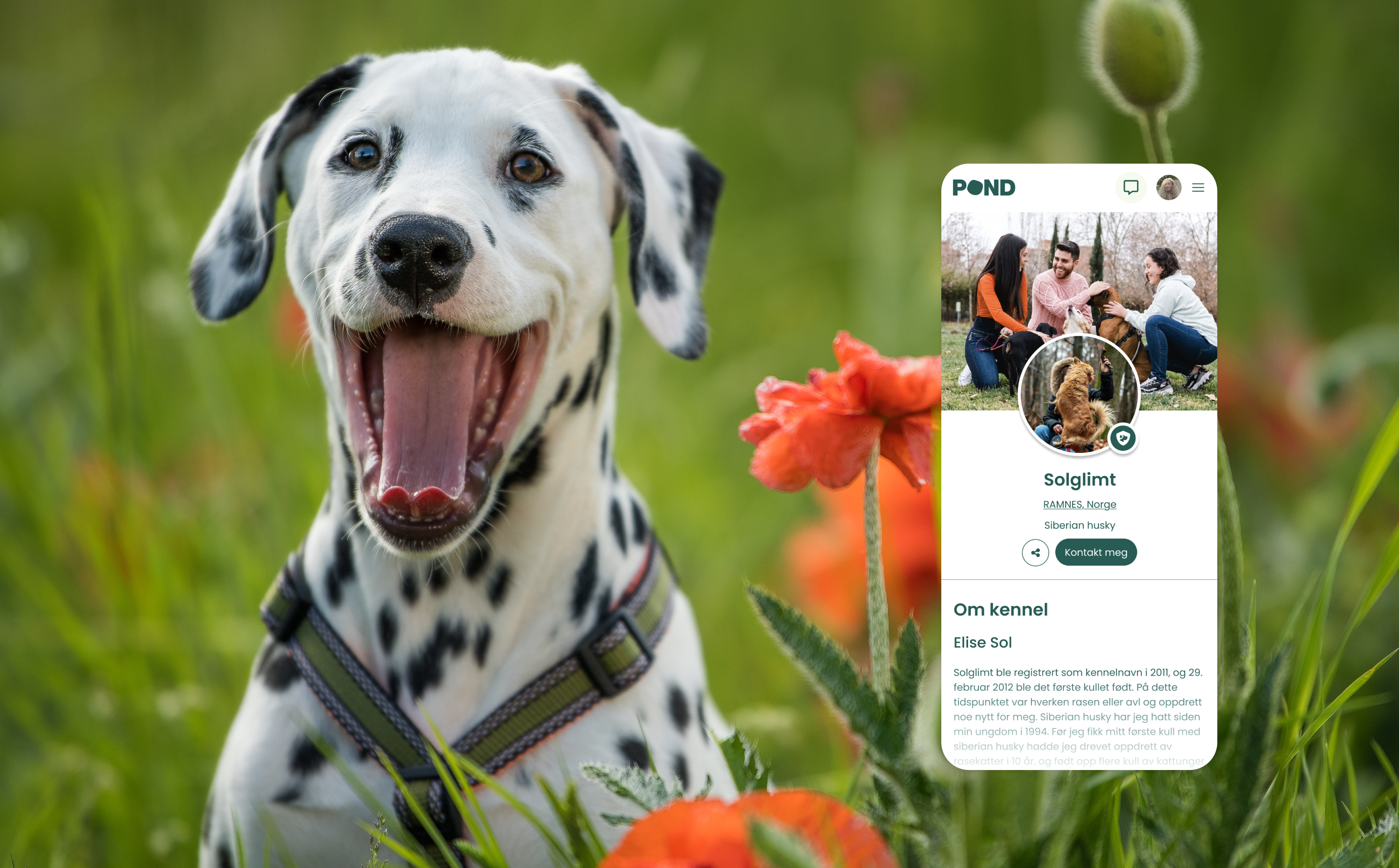 Få flere besøk på kennelprofilen din