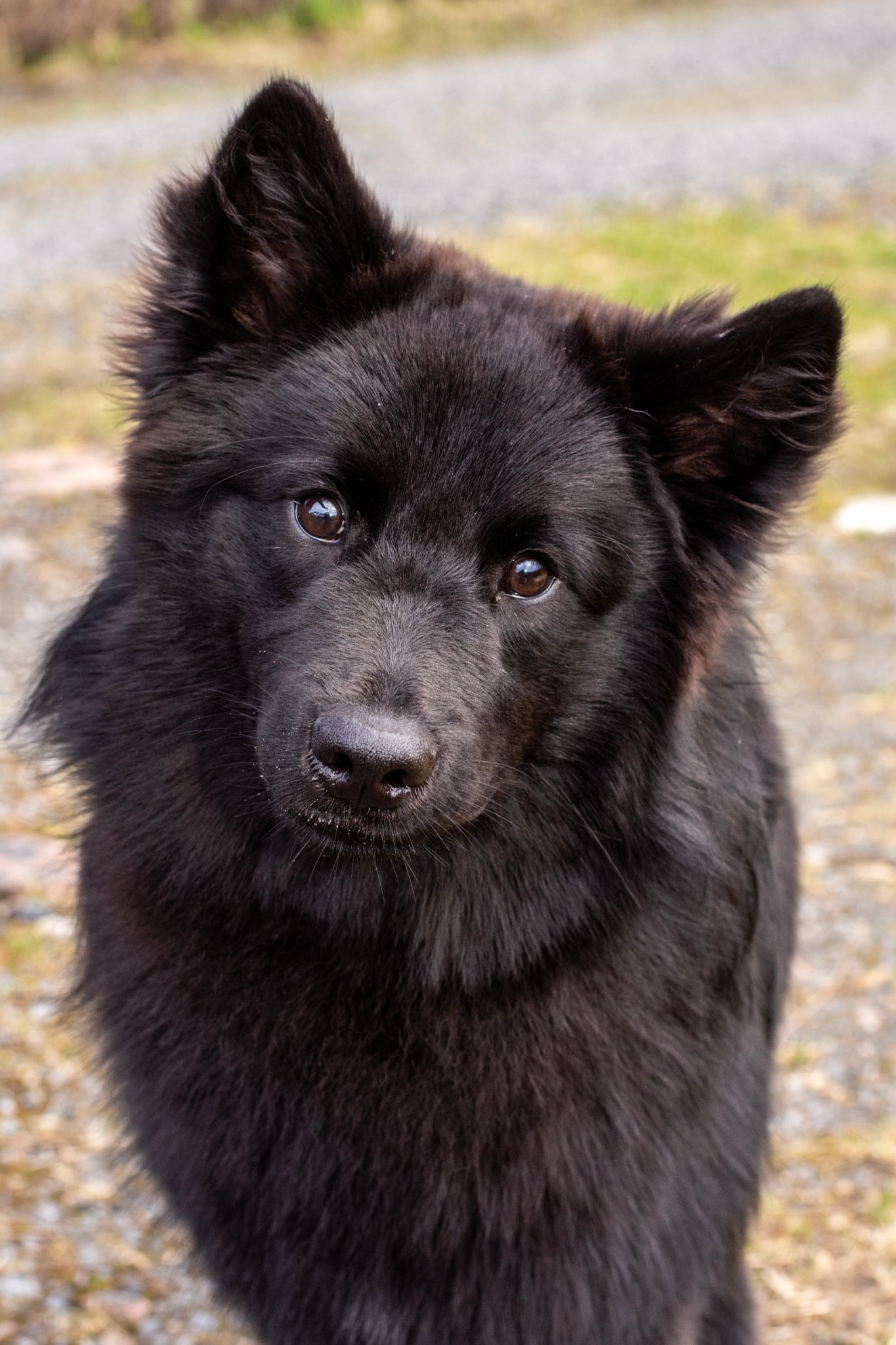 Àrbbola's Norrøn Loke 