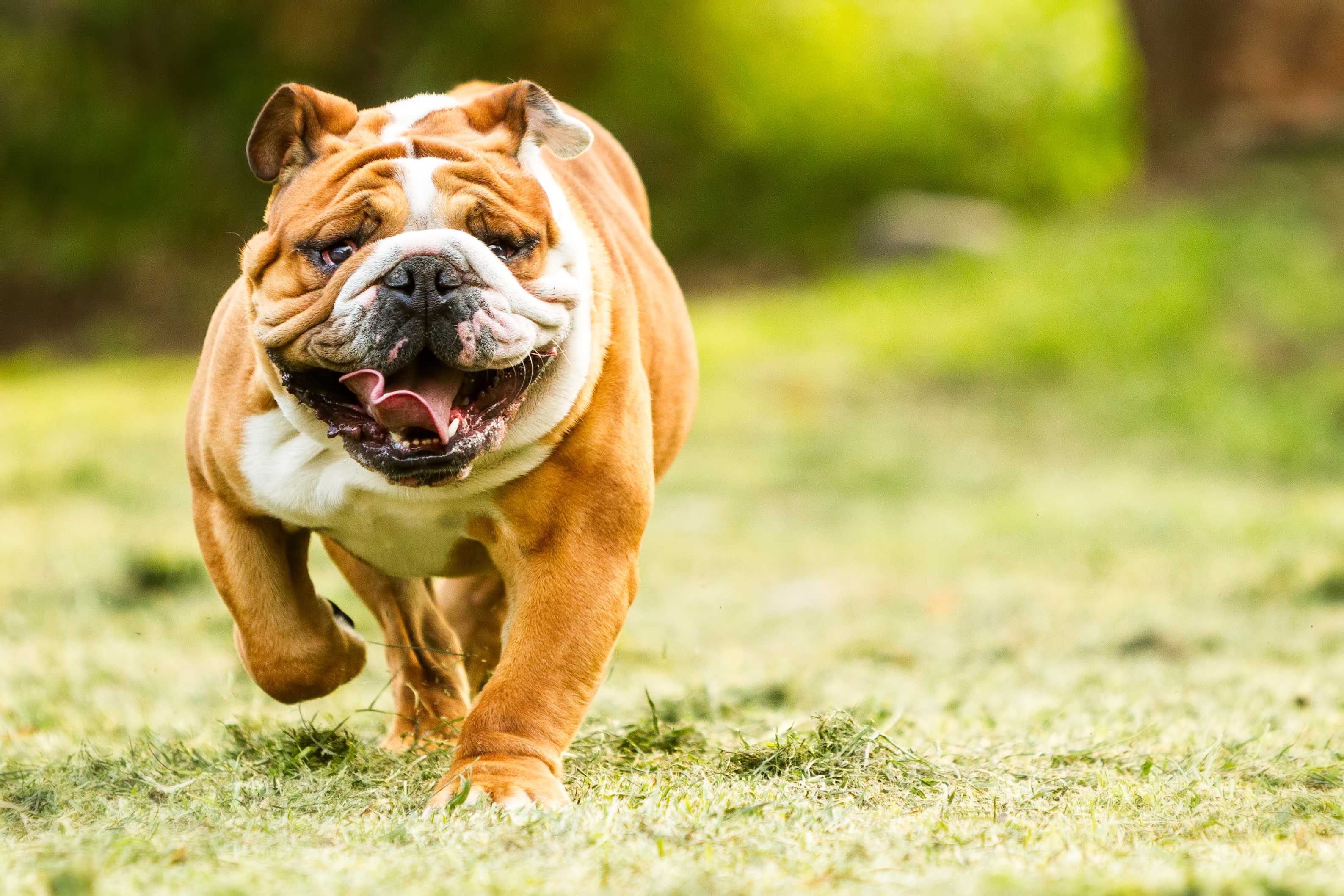Engelsk bulldog Engelsk bulldog