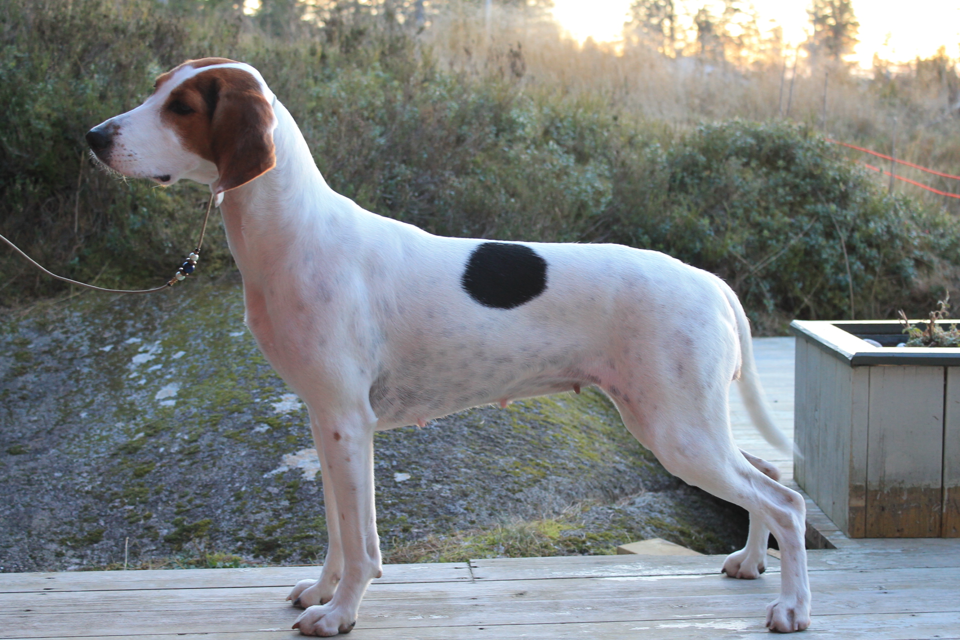 Lily Lavendel Lily Lavendel