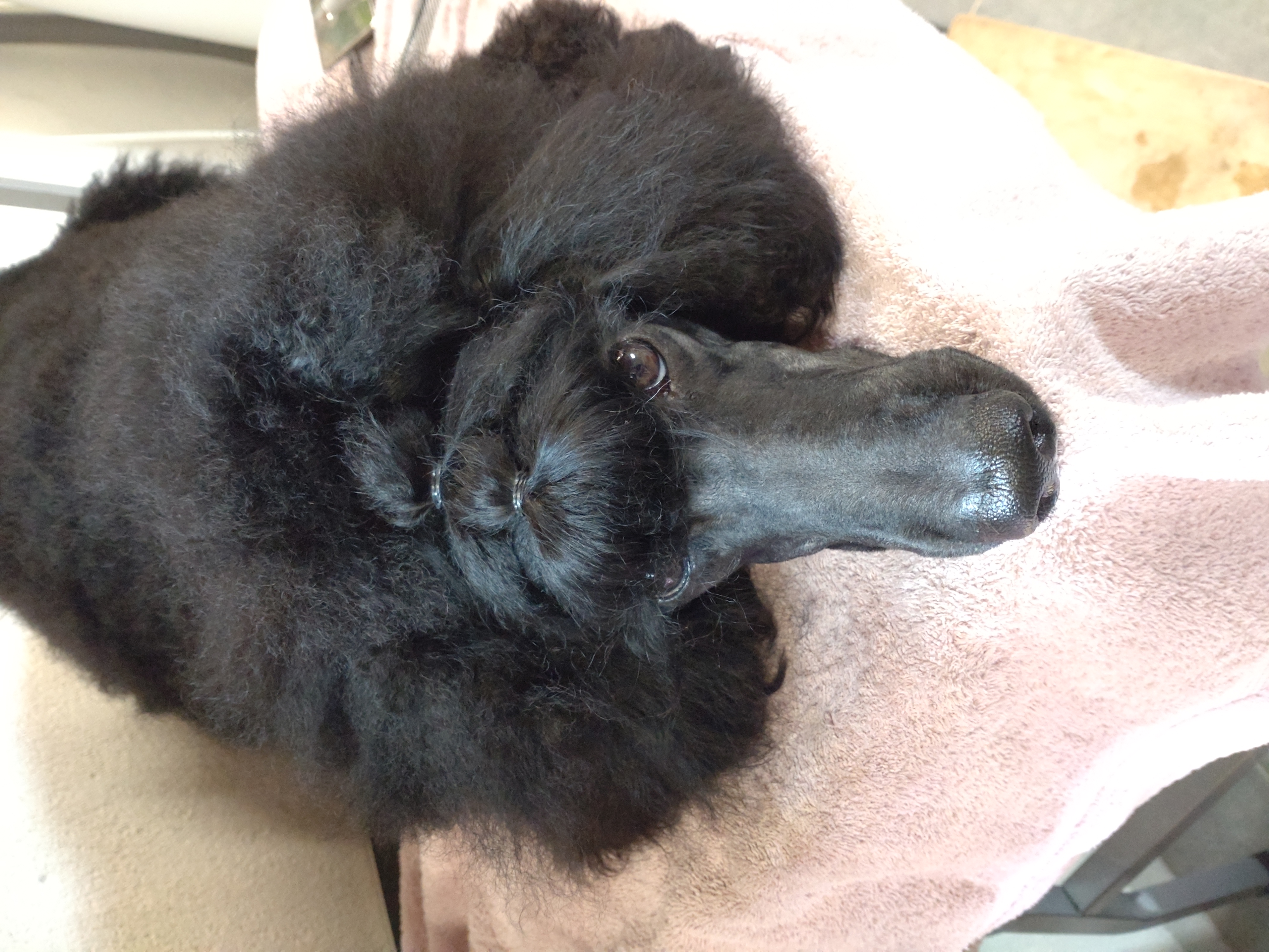 BjørnePias Absolutt Lykkelig BjørnePias Absolutt Lykkelig