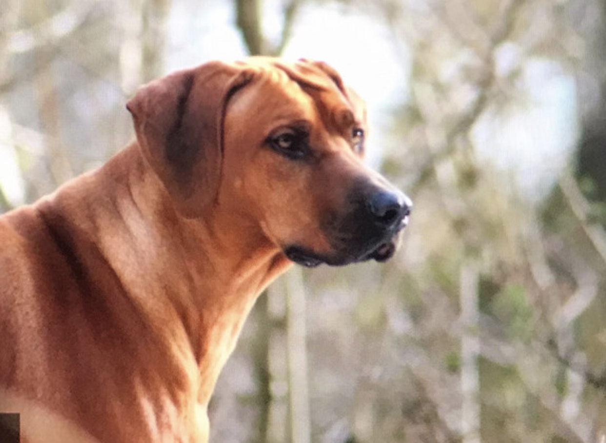 Dekeza’s Goma Zawadi Dekeza’s Goma Zawadi