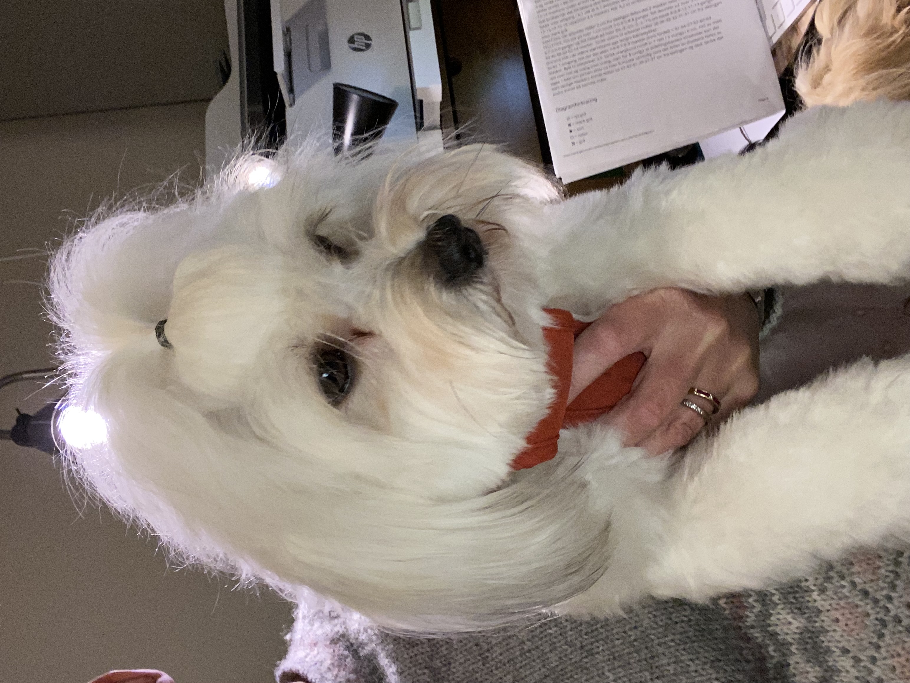 Tollma`s Chanel Tollma`s Chanel