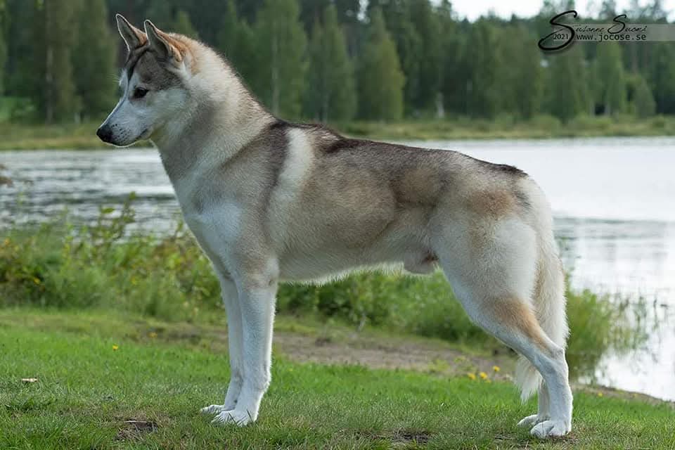 Sheza Classic Ravishing Wolf