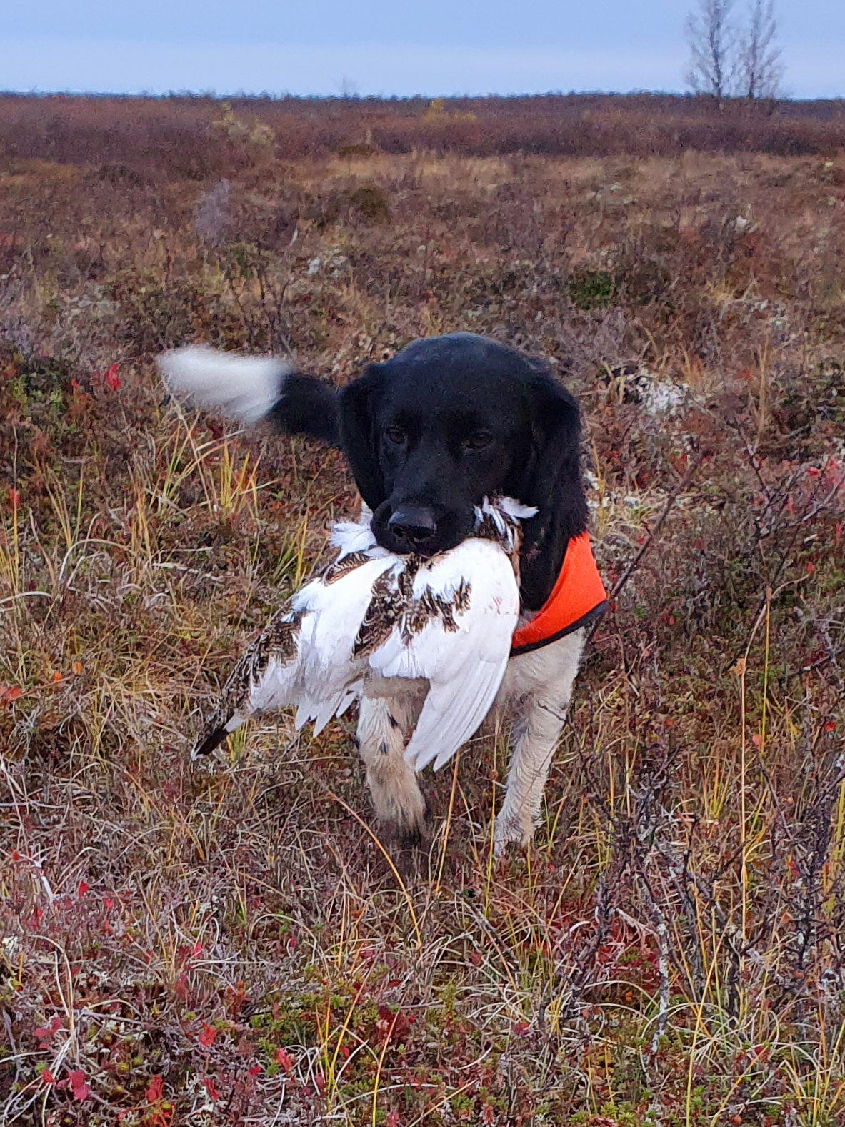 N UCH Mirozzie's Seek & Destroy