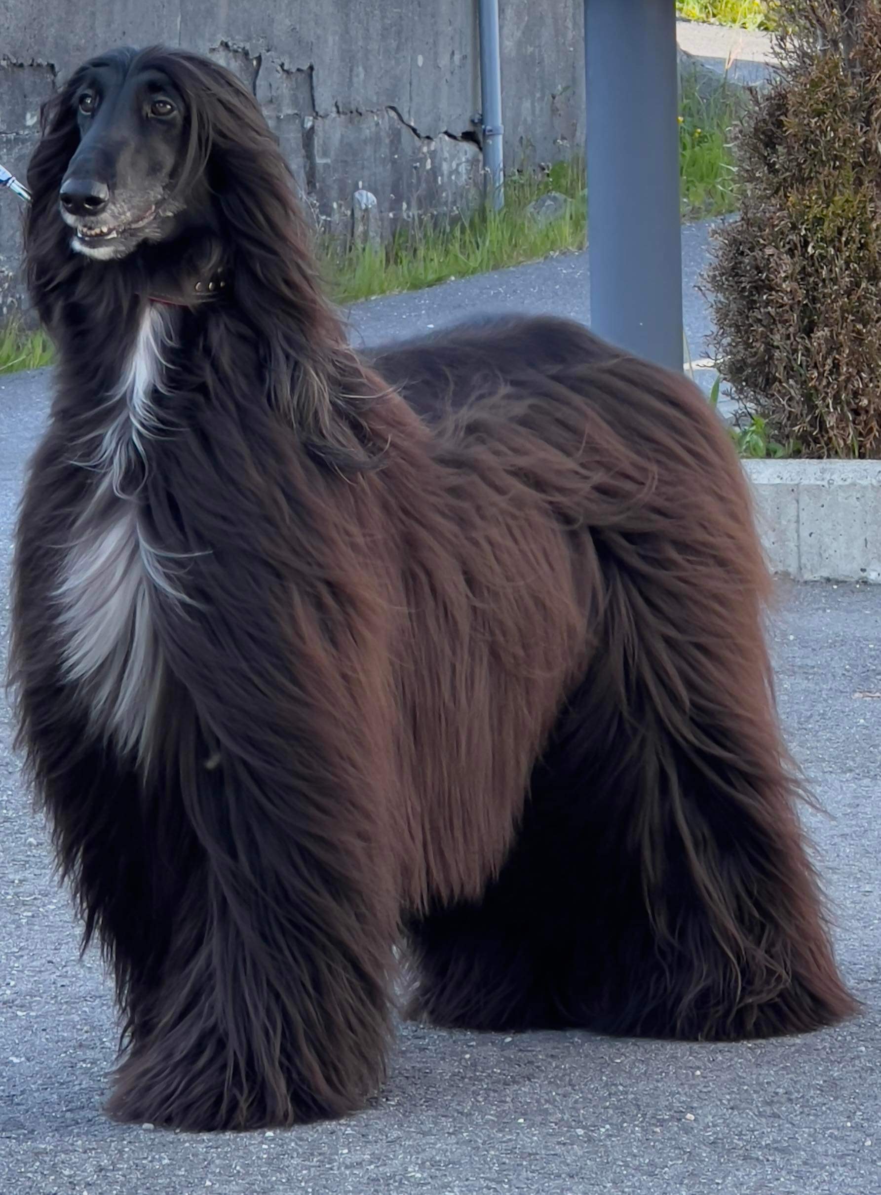 Calamus It’s My Life Calamus It’s My Life