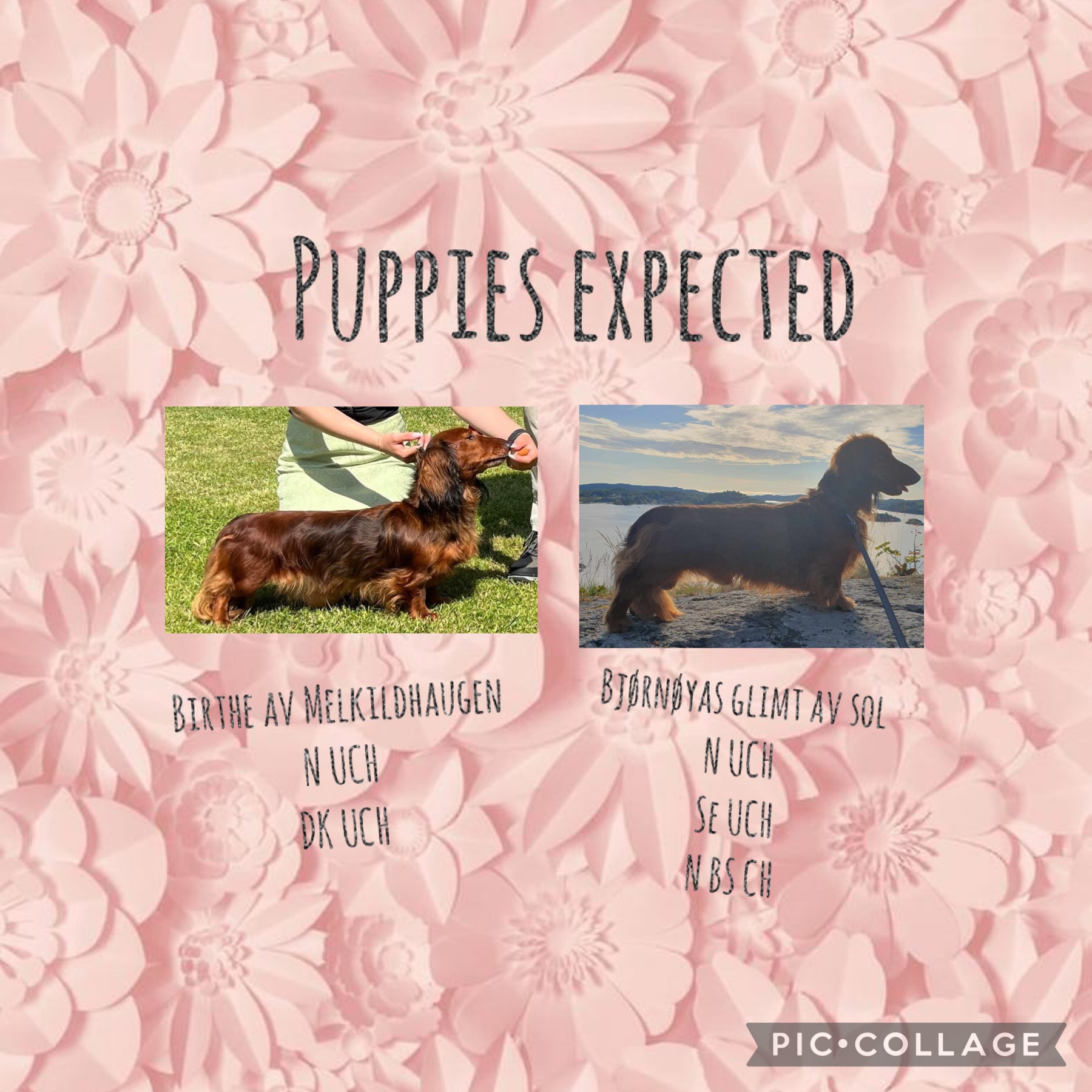 Melkildhaugen’s kjendis kull Melkildhaugen’s kjendis kull