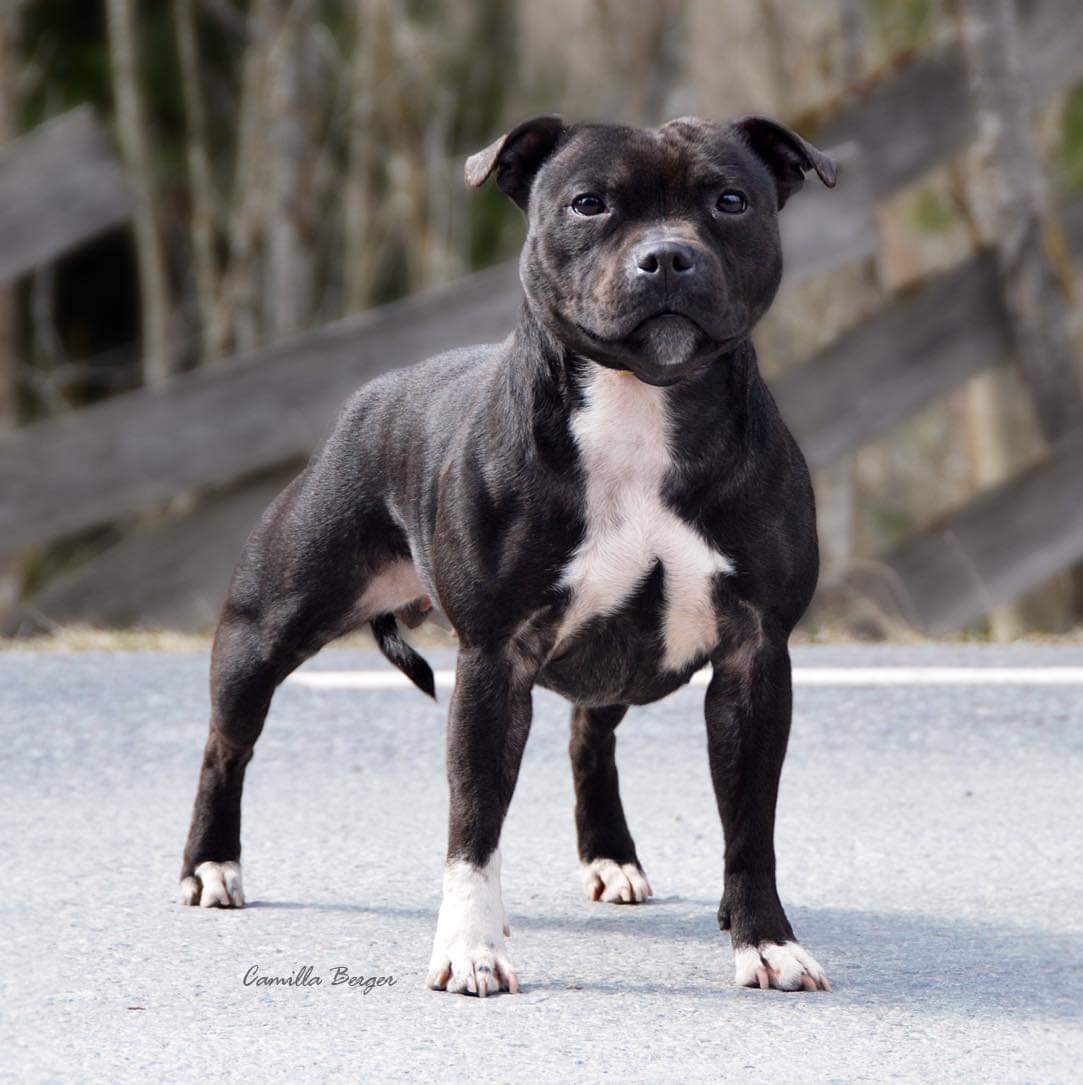 Alida Av Rennesteinen