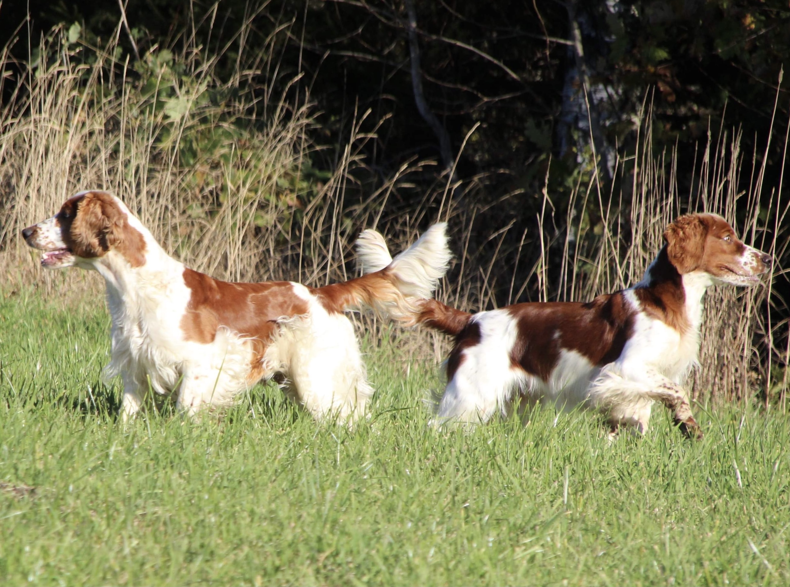 Kennel Moontorg Kennel Moontorg