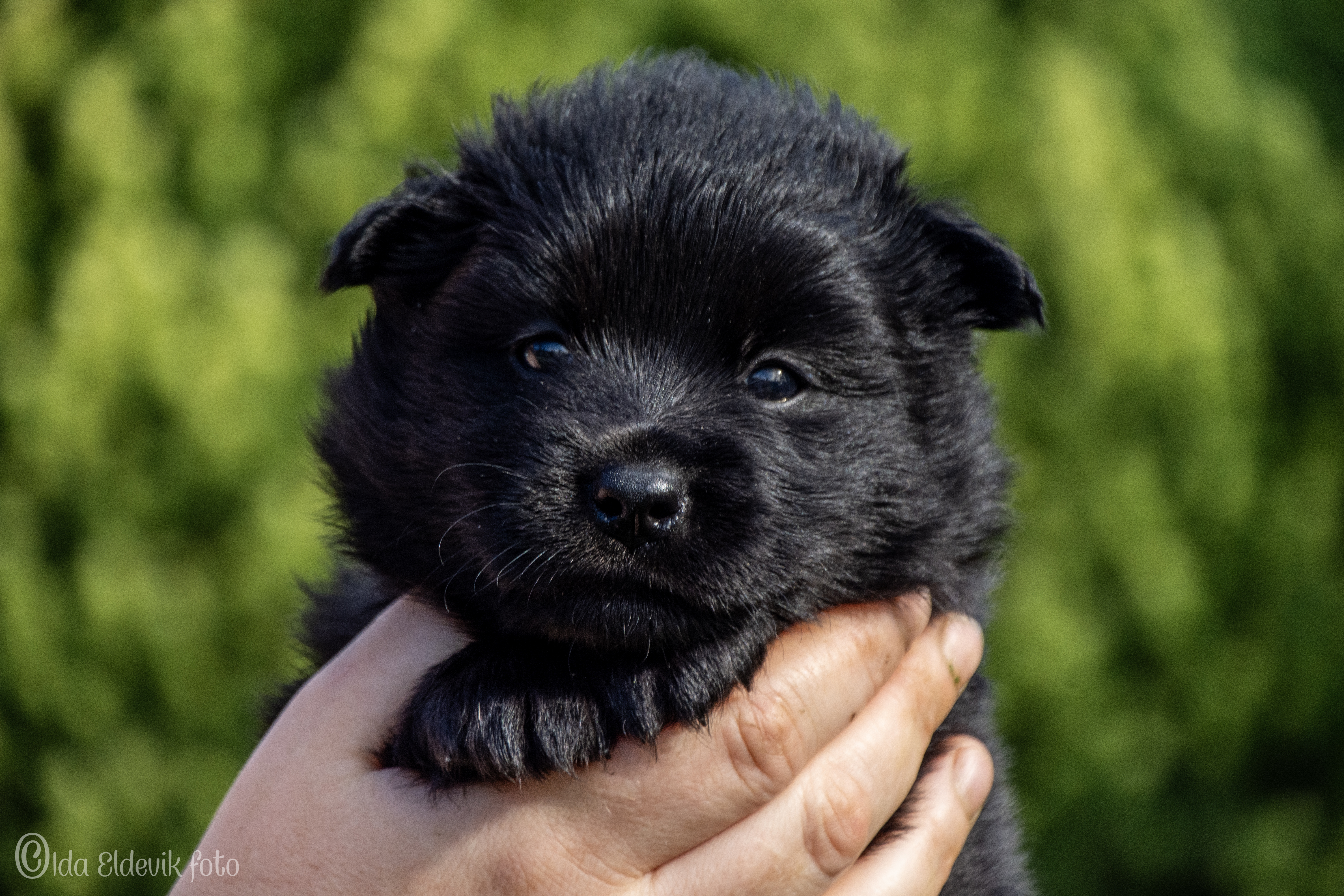 Arbbola's Isvend Arbbola's Isvend