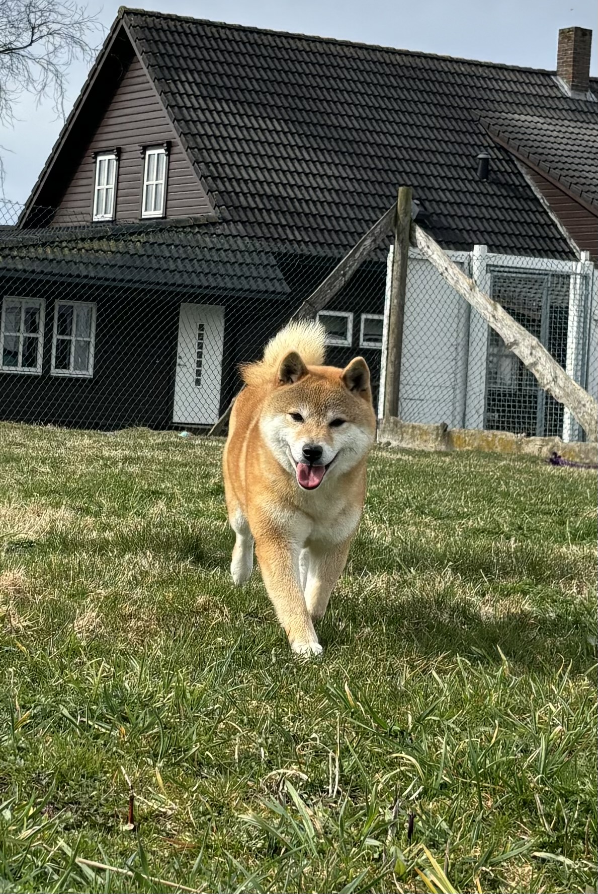 Ayanehi Go Sanuki Mizumotosou Ayanehi Go Sanuki Mizumotosou