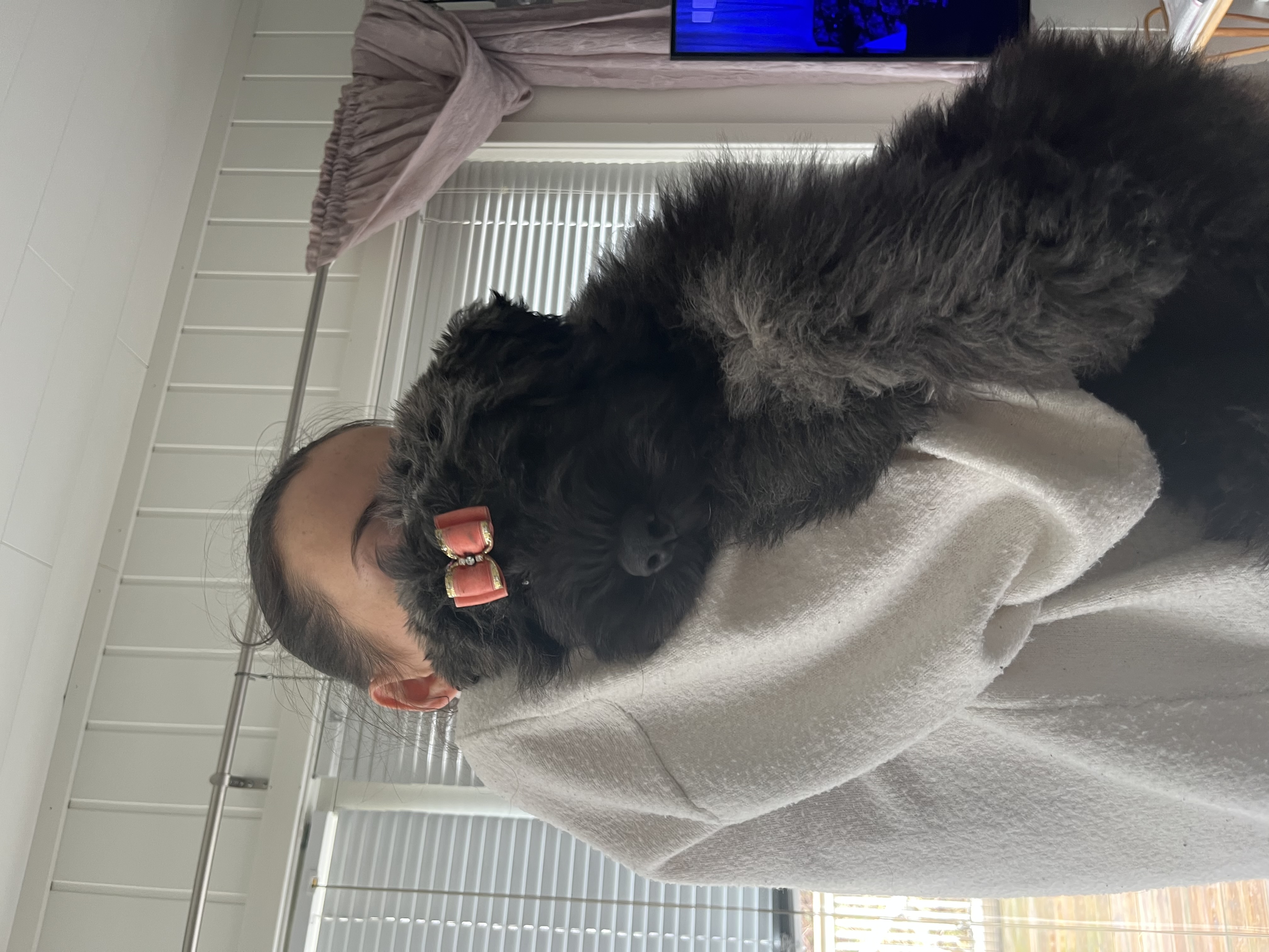 BouviNord’s Tia Bella