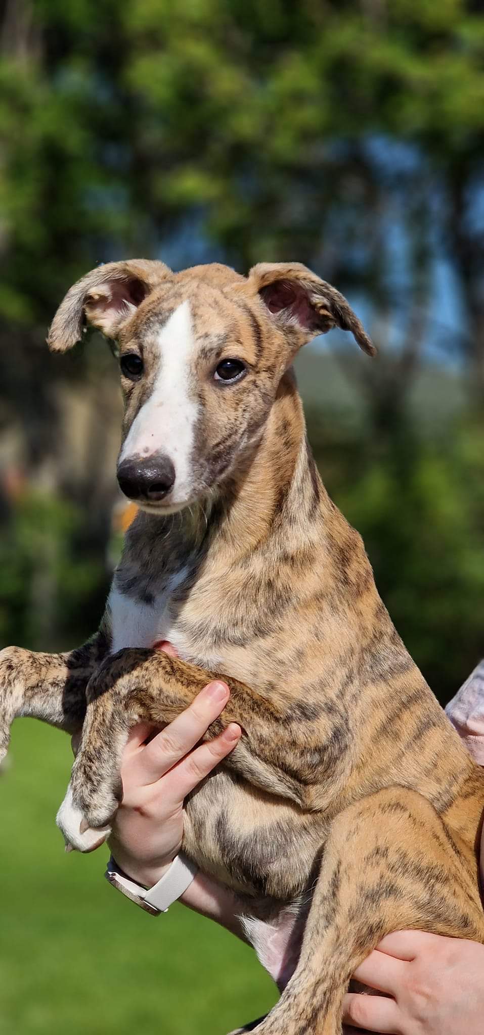 Bluefrost Evoleht's Love Shark Bluefrost Evoleht's Love Shark