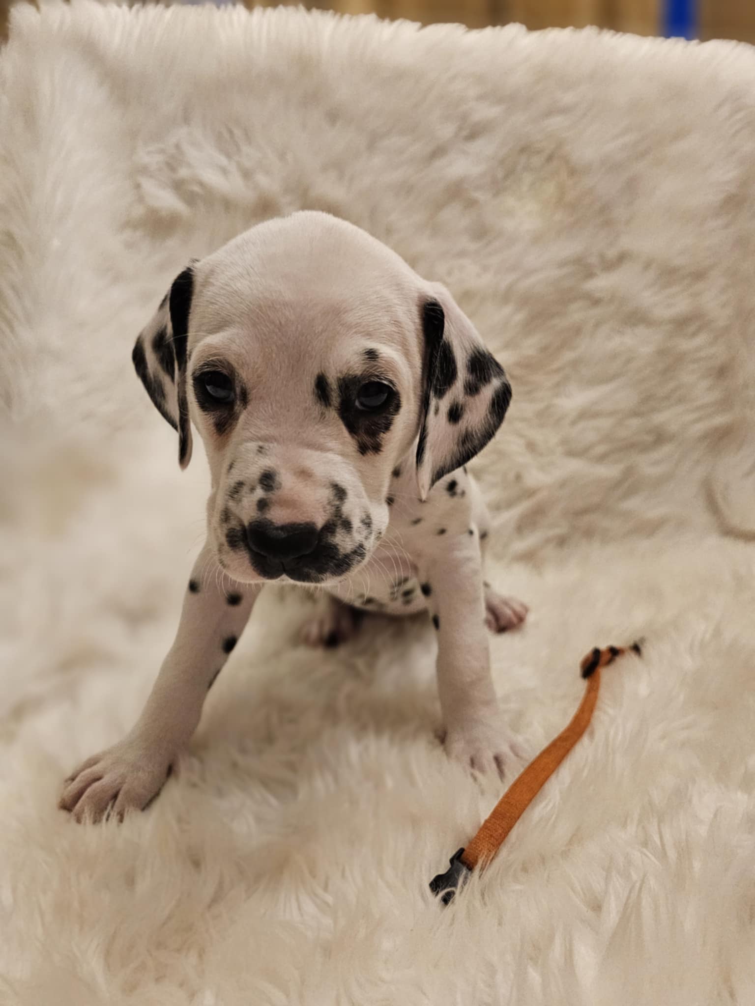 Oransje Jente Oransje Jente