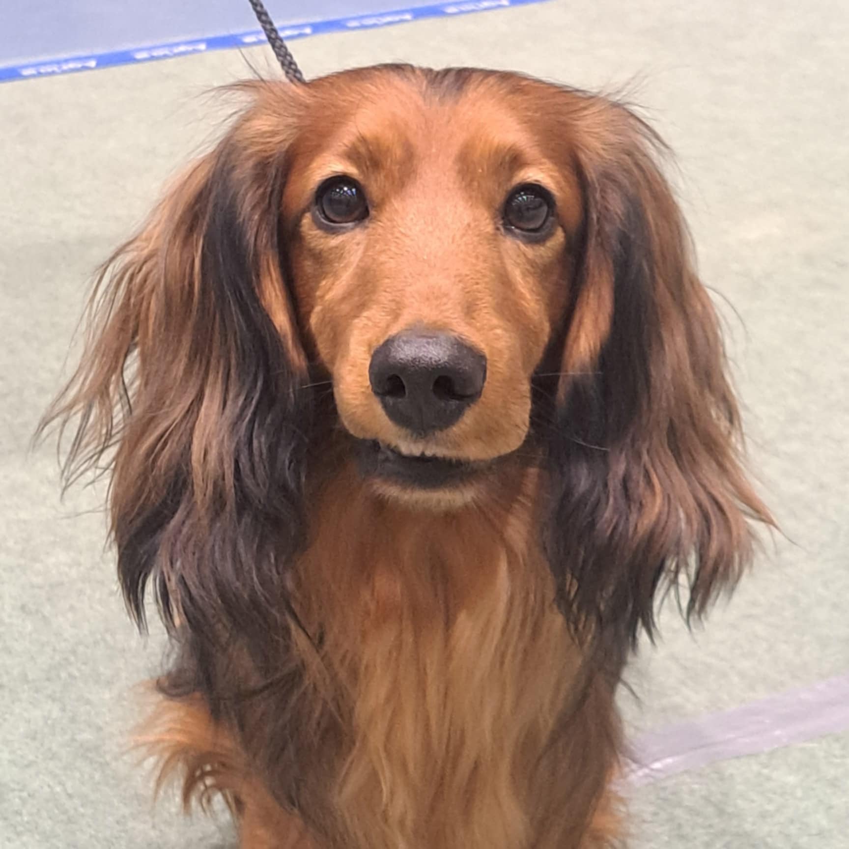 Randi Pettersen Randi Pettersen