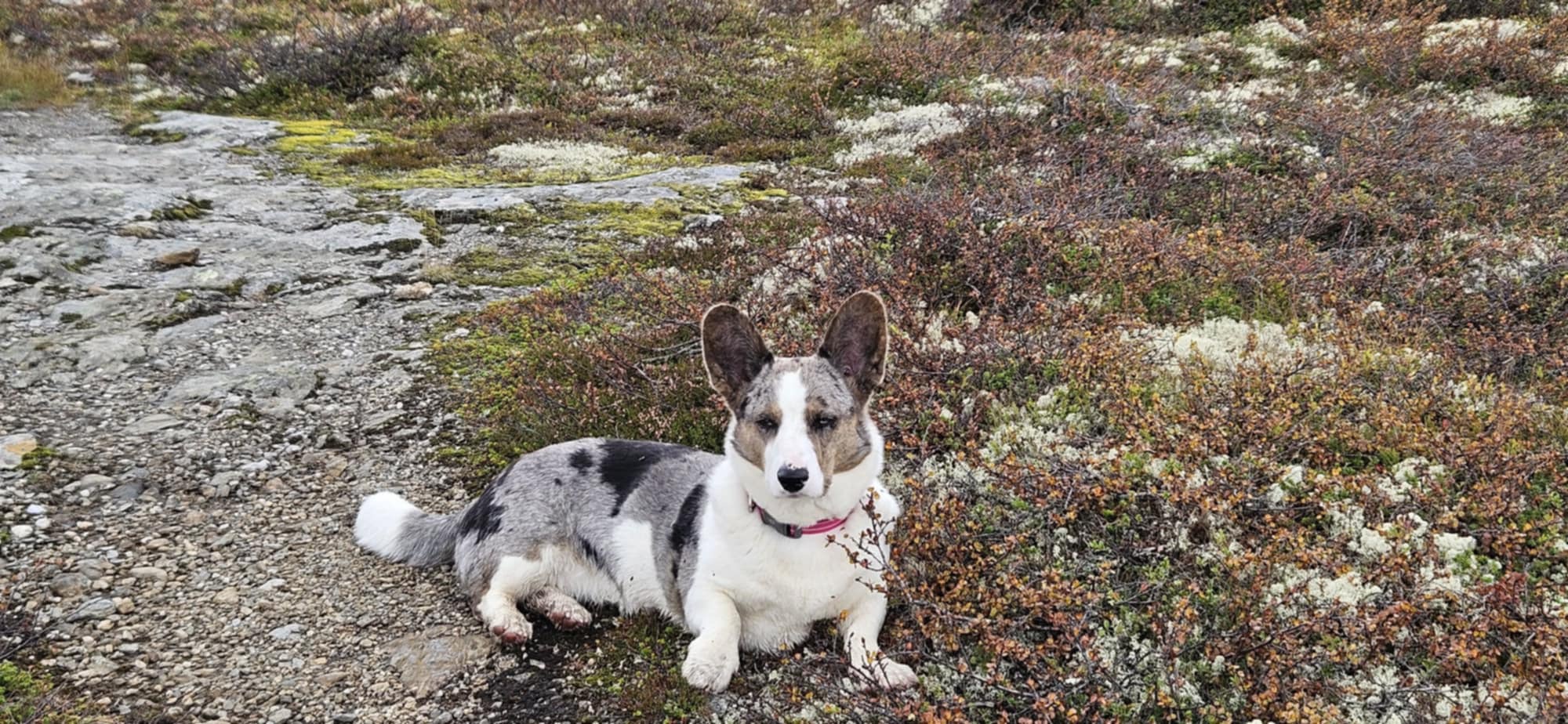 Duomatix One Million Lady Duomatix One Million Lady