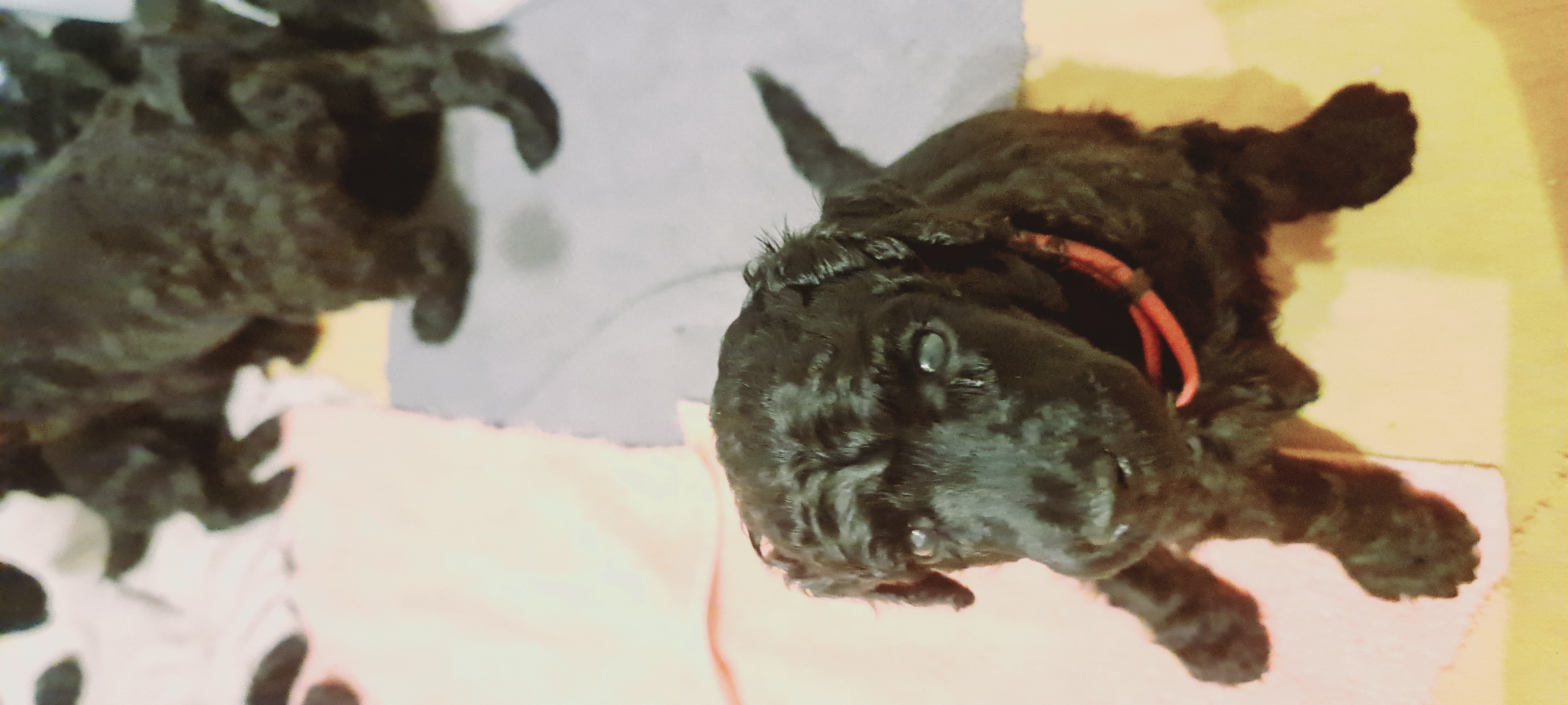 Krø'lella Vi'vil's Glitter 