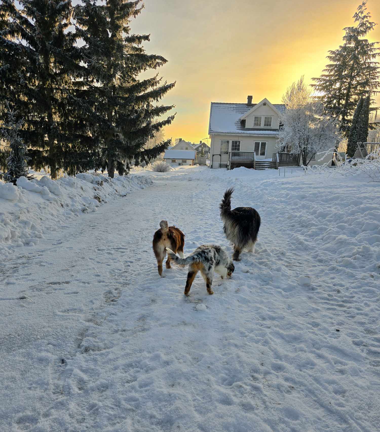 Celestian Herd Celestian Herd